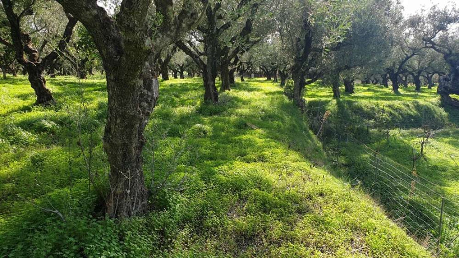 土地 在 Zakynthos, Zakinthos 10088021