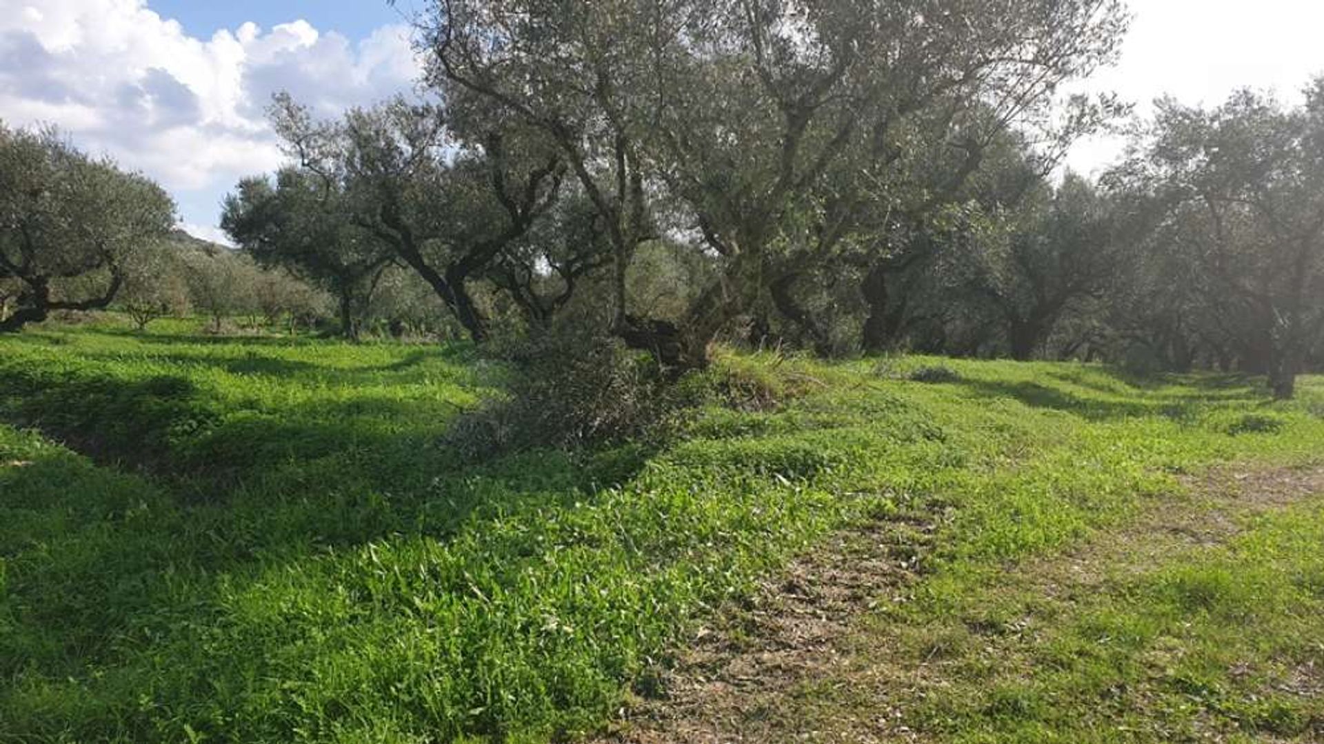 ארץ ב בוצ'אלי, יוניה ניסיה 10088021