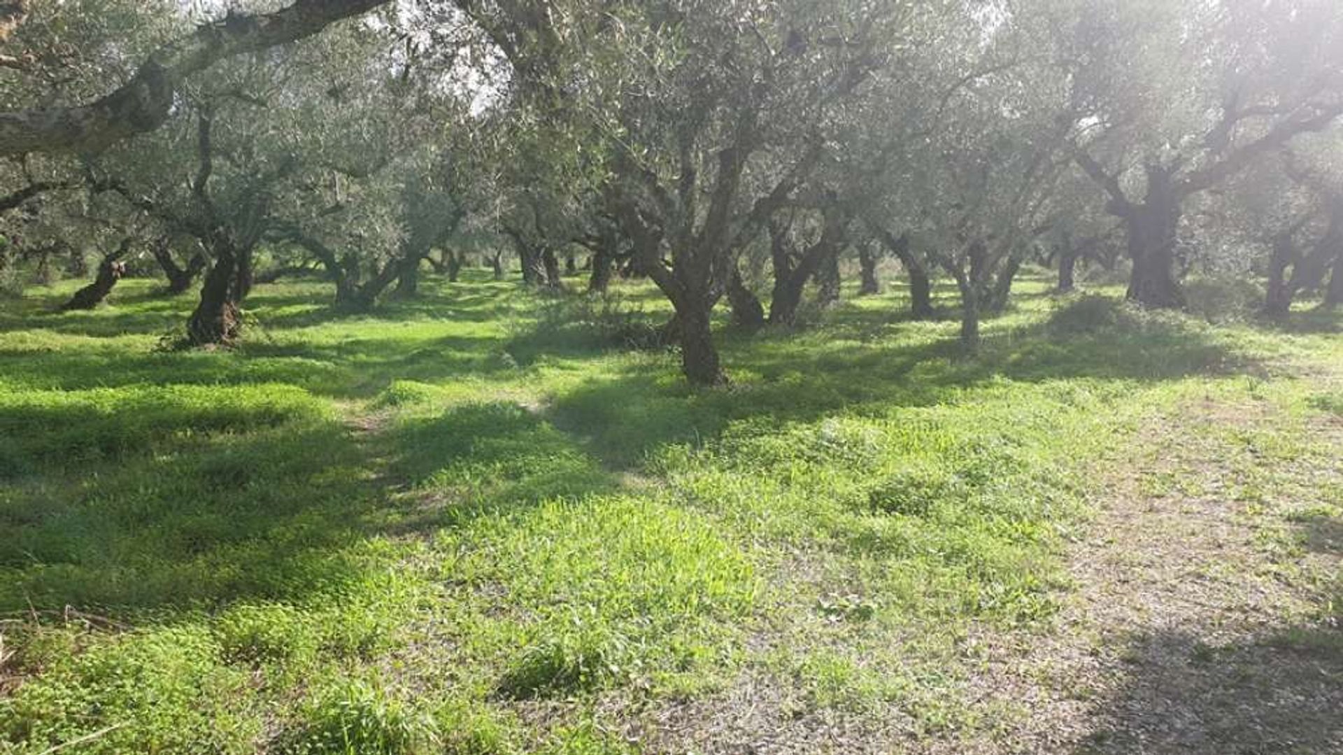 土地 在 Zakynthos, Zakinthos 10088021