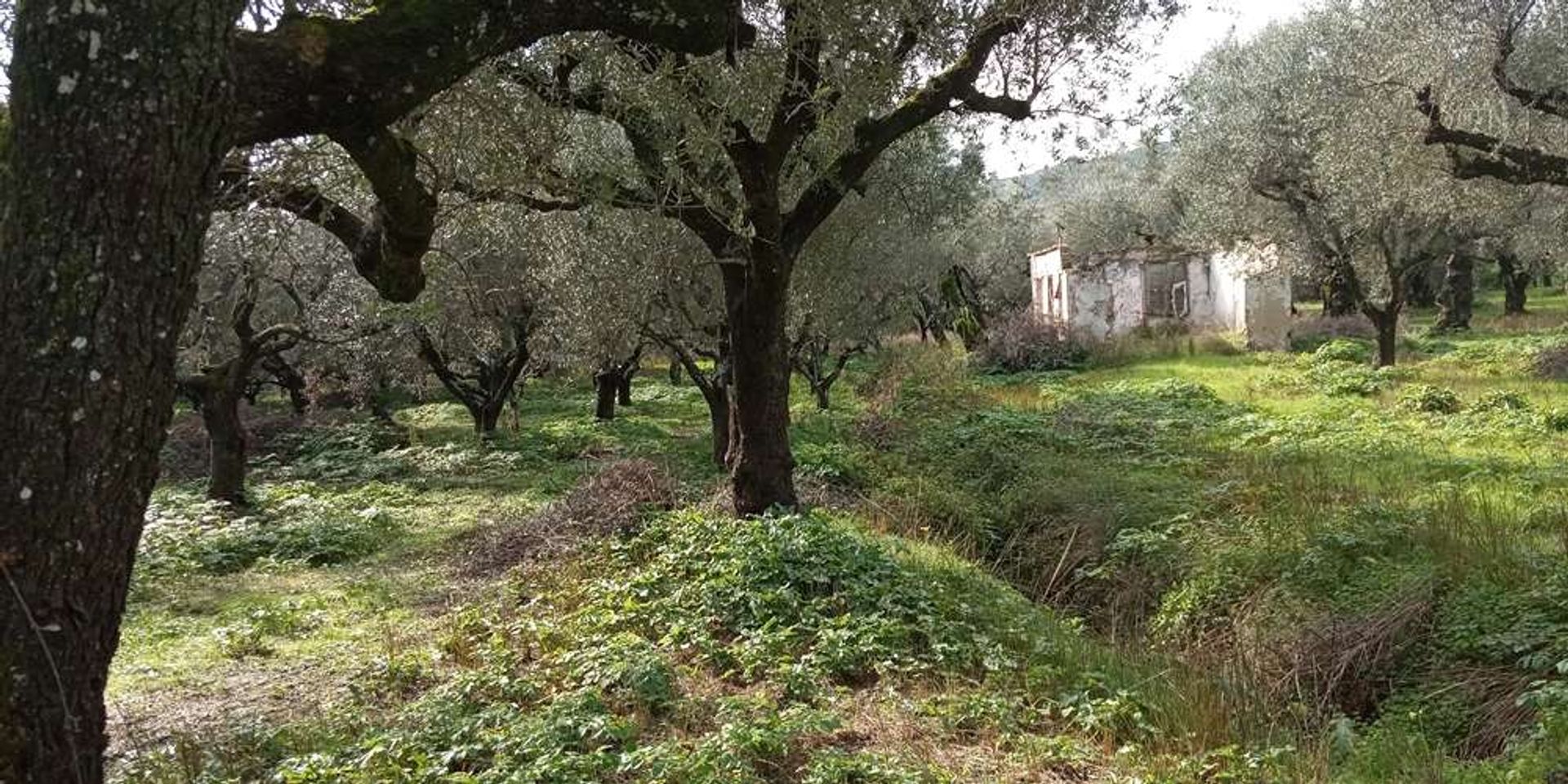 Земельные участки в Zakynthos, Zakinthos 10088023