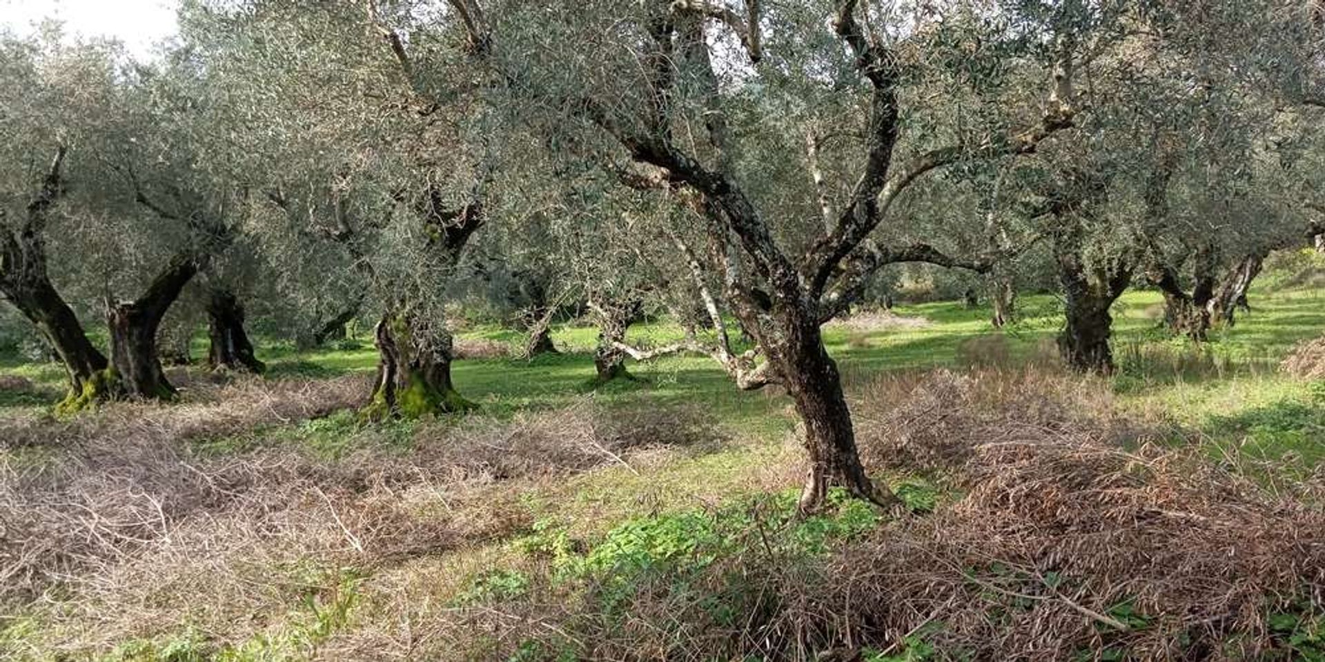 Land in Zakynthos, Zakinthos 10088023