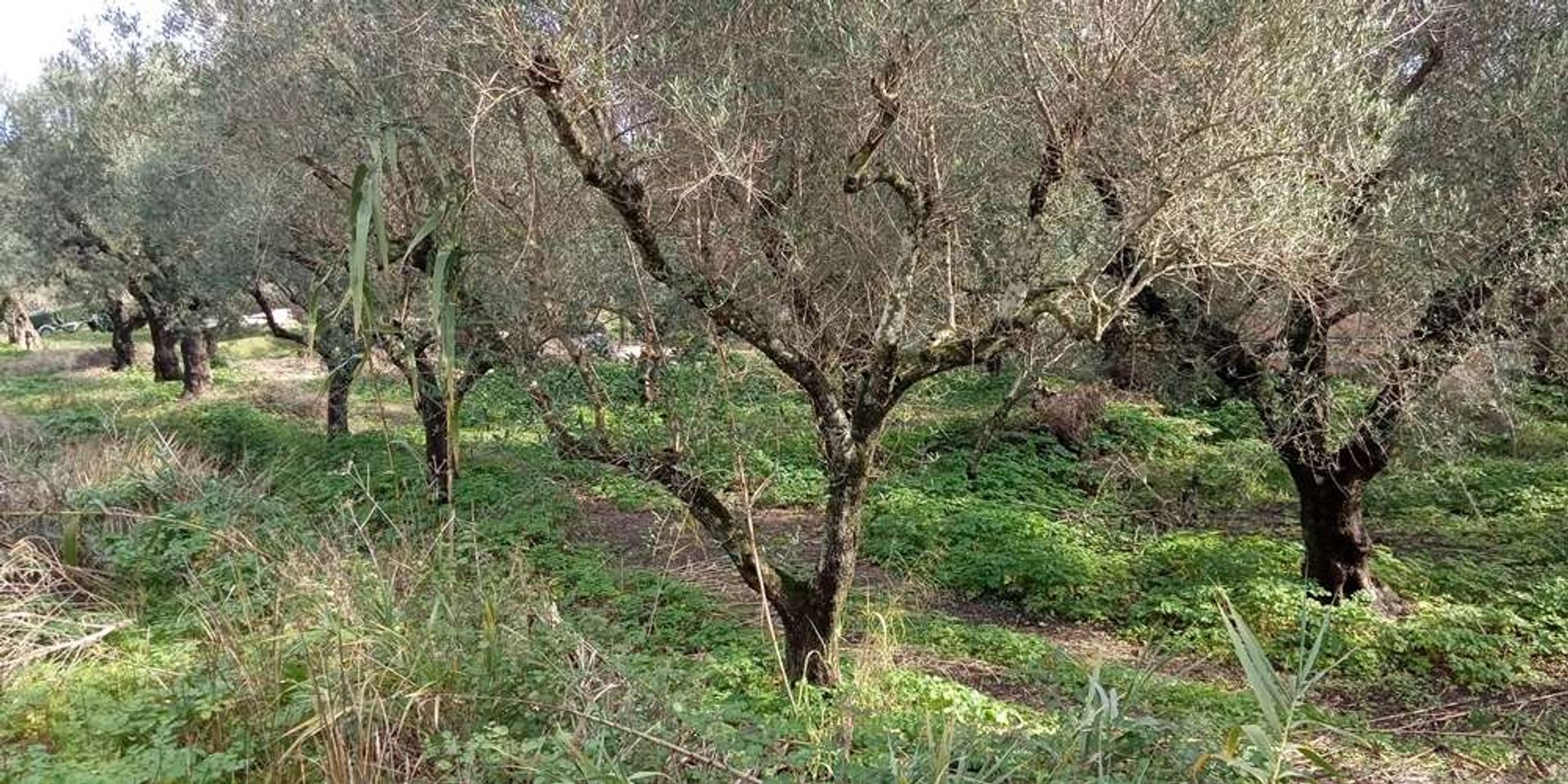 Land in Zakynthos, Zakinthos 10088023