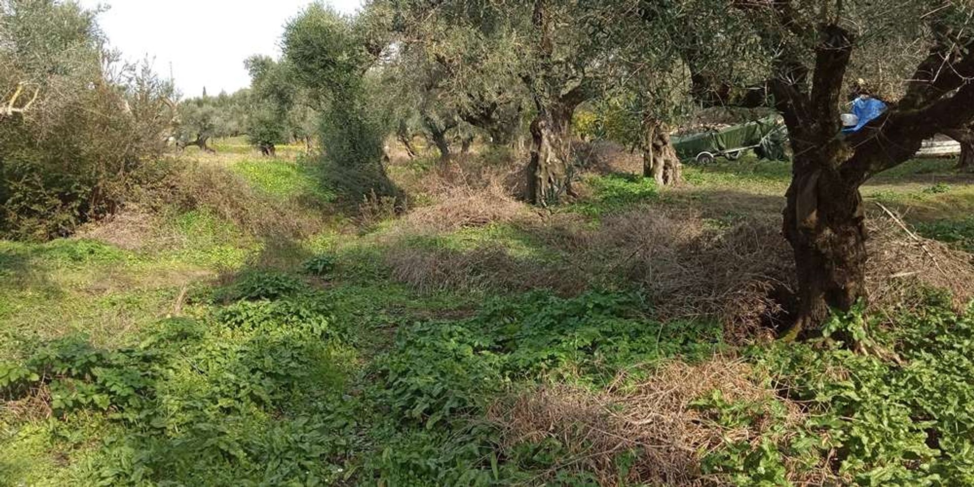 ארץ ב Zakynthos, Zakinthos 10088023