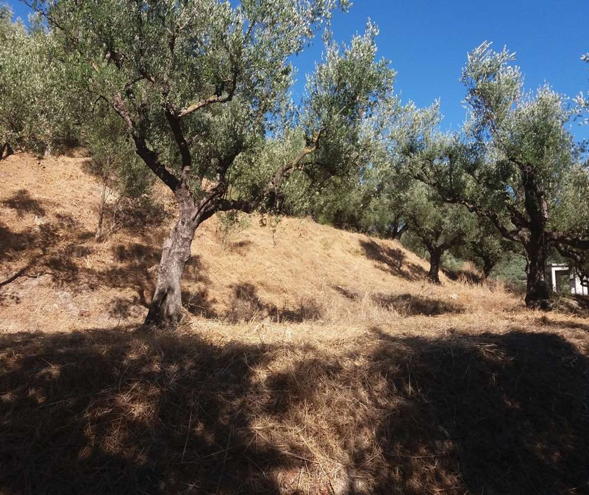 Земля в Zakynthos, Zakinthos 10088024