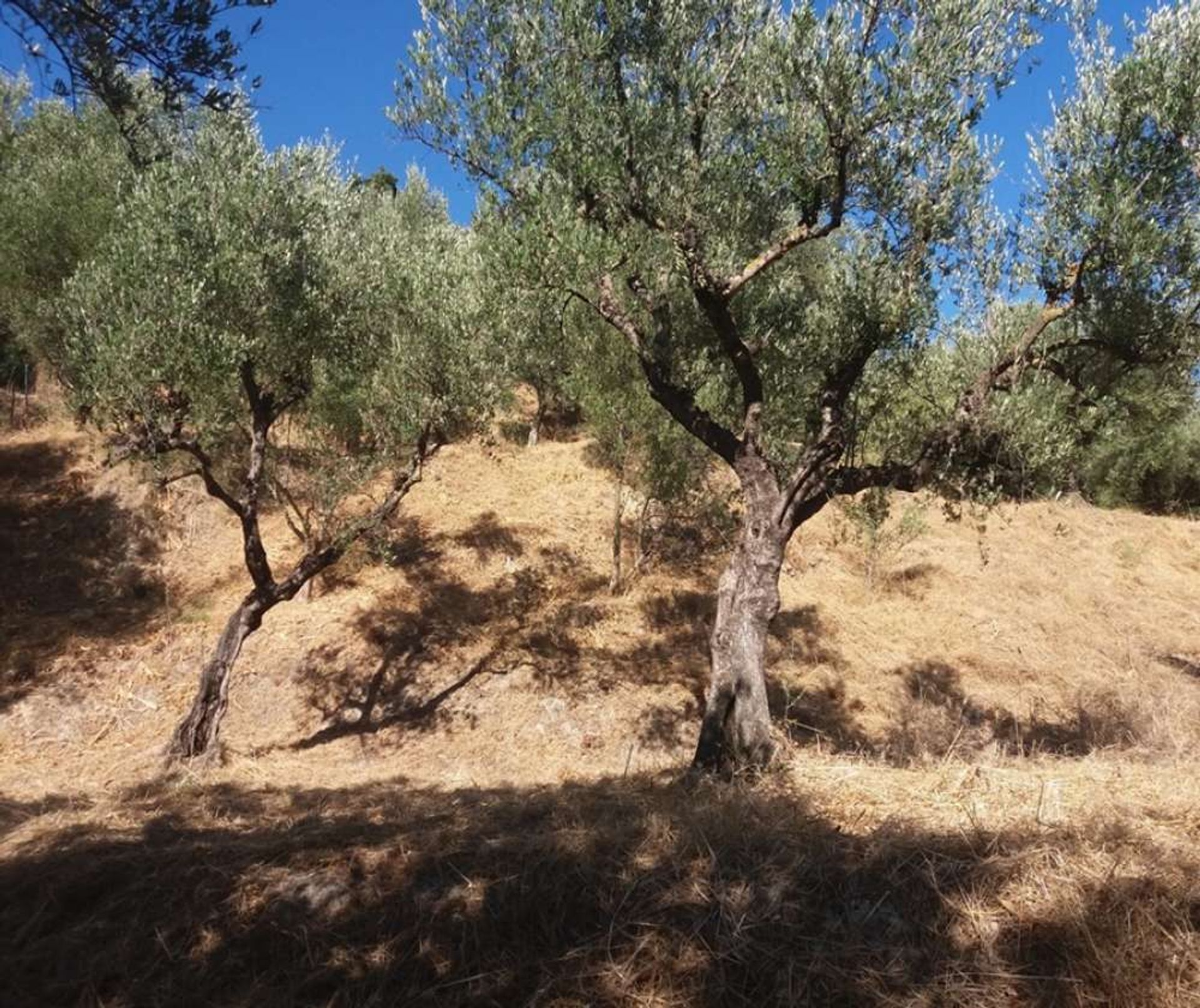 Земля в Zakynthos, Zakinthos 10088024