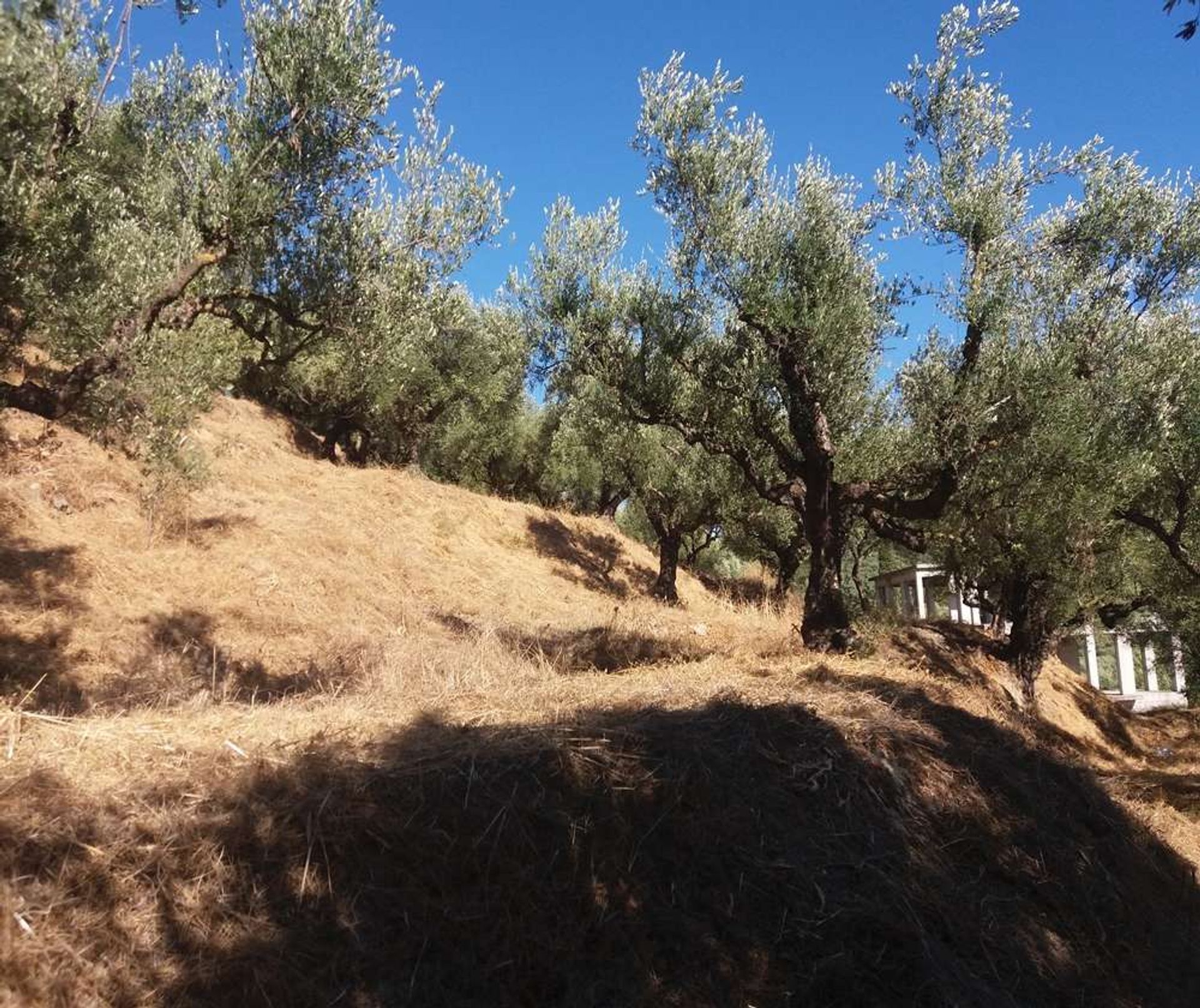 Tierra en bochalí, Jonia Nisia 10088024