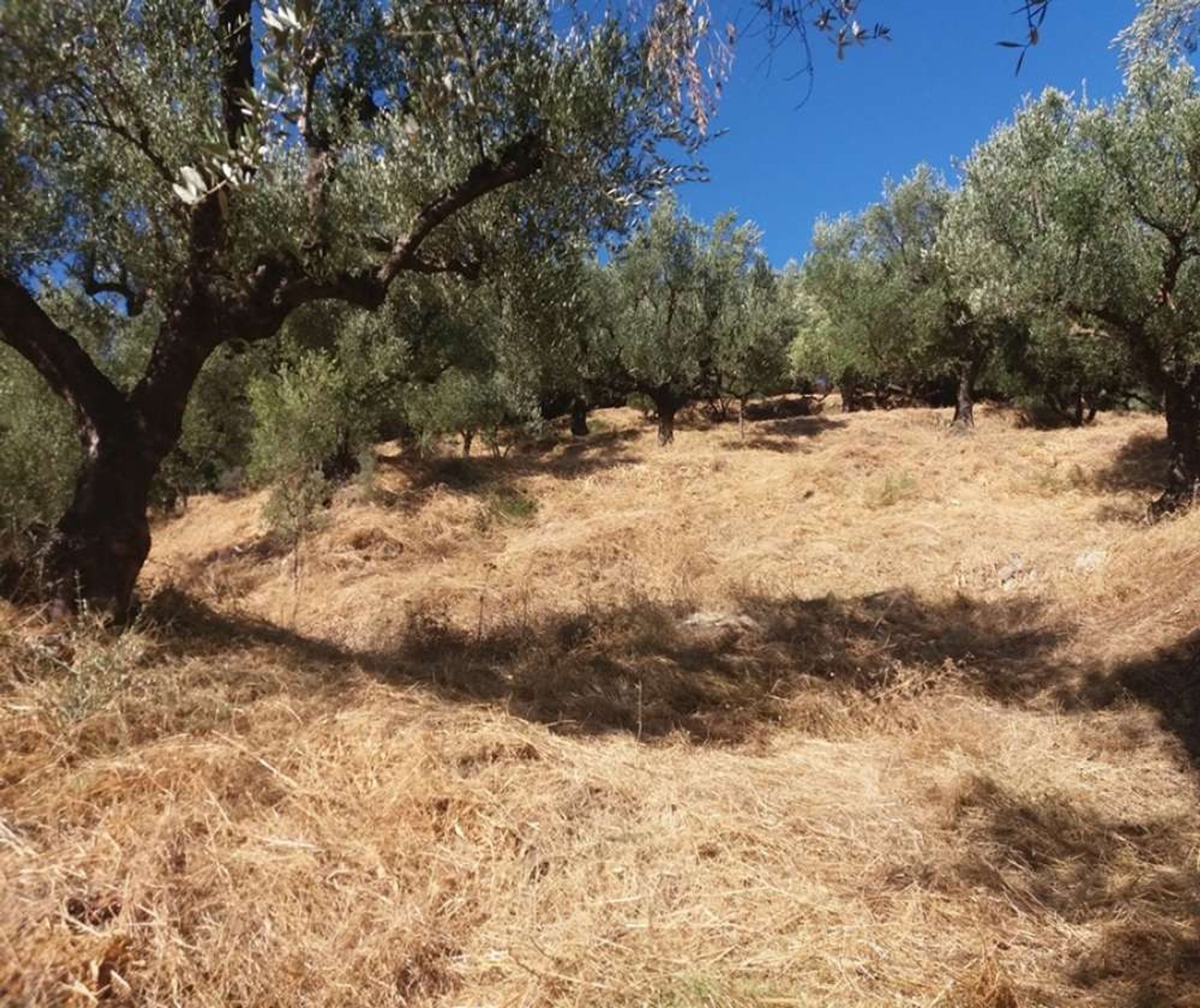 ארץ ב בוצ'אלי, יוניה ניסיה 10088024