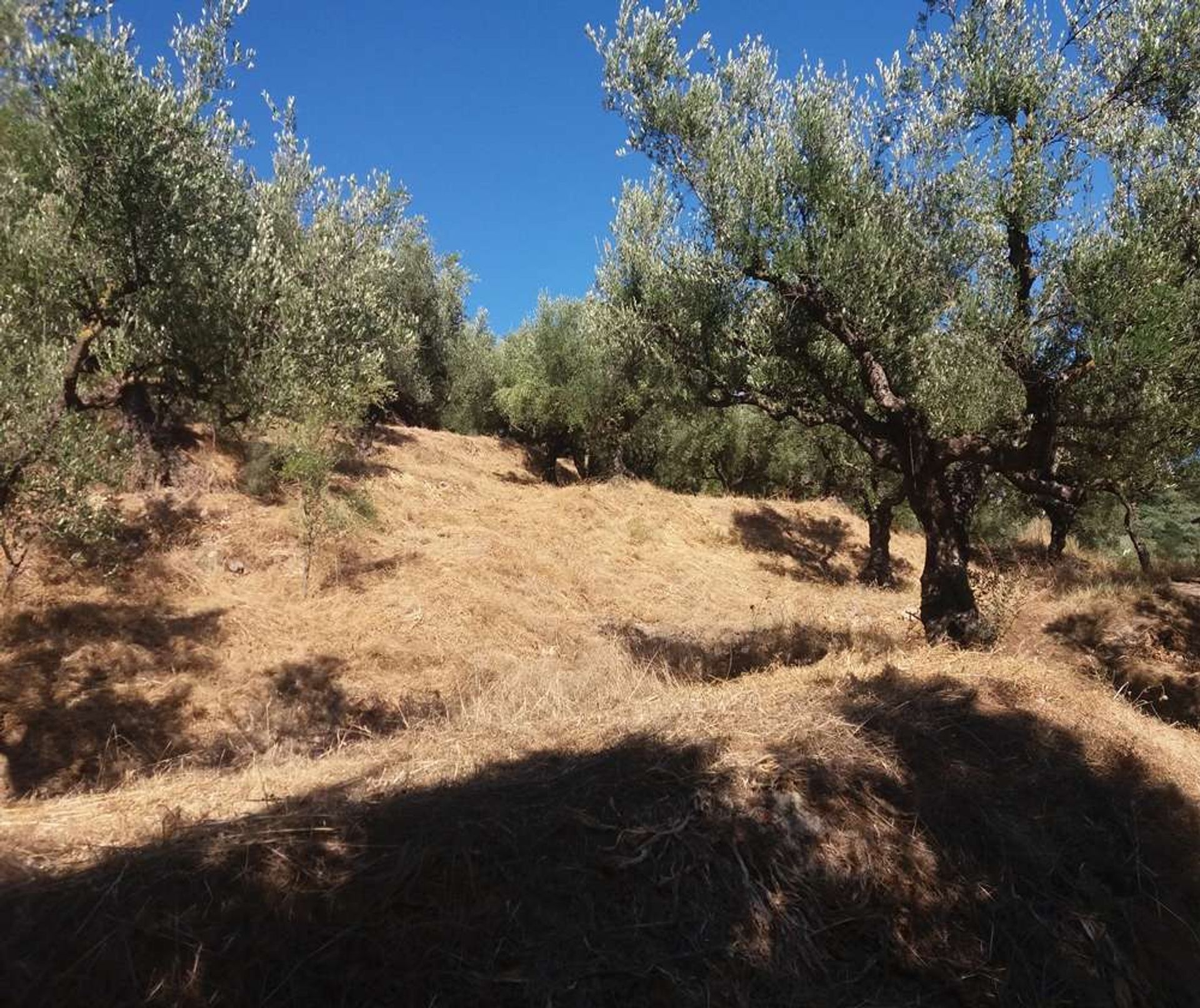 Tierra en bochalí, Jonia Nisia 10088024