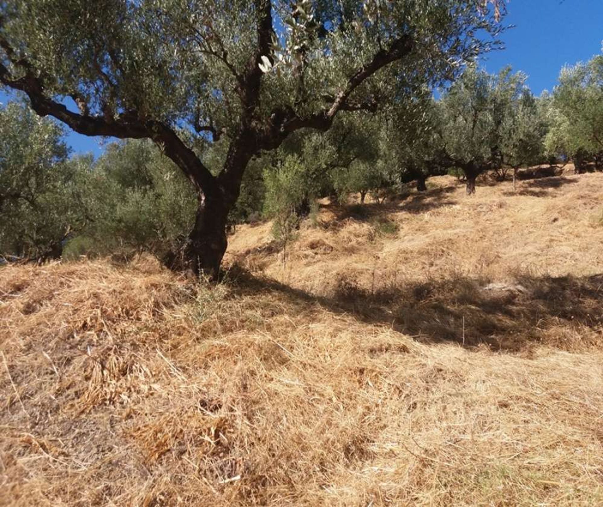 Земля в Zakynthos, Zakinthos 10088024