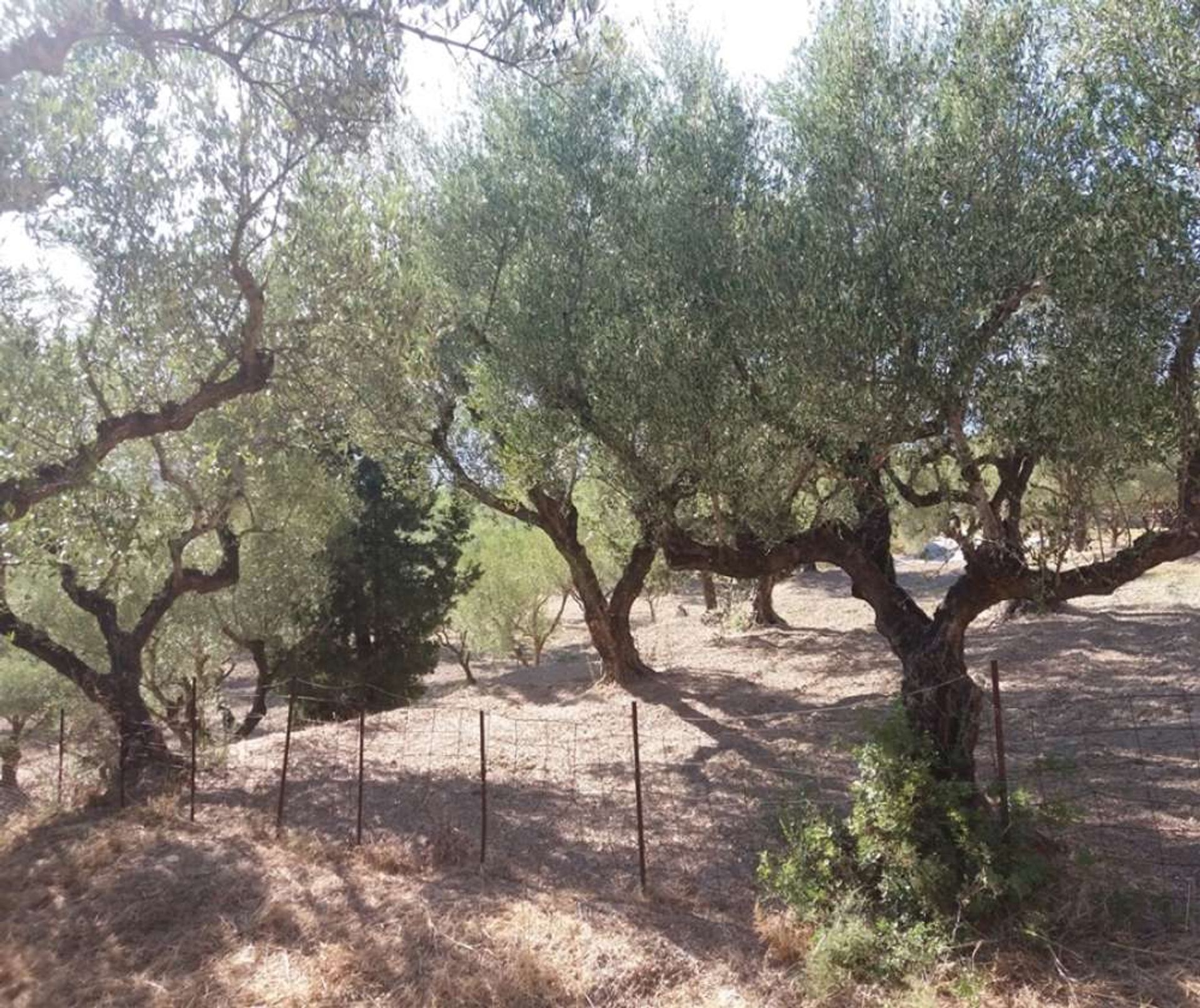 Земля в Zakynthos, Zakinthos 10088024