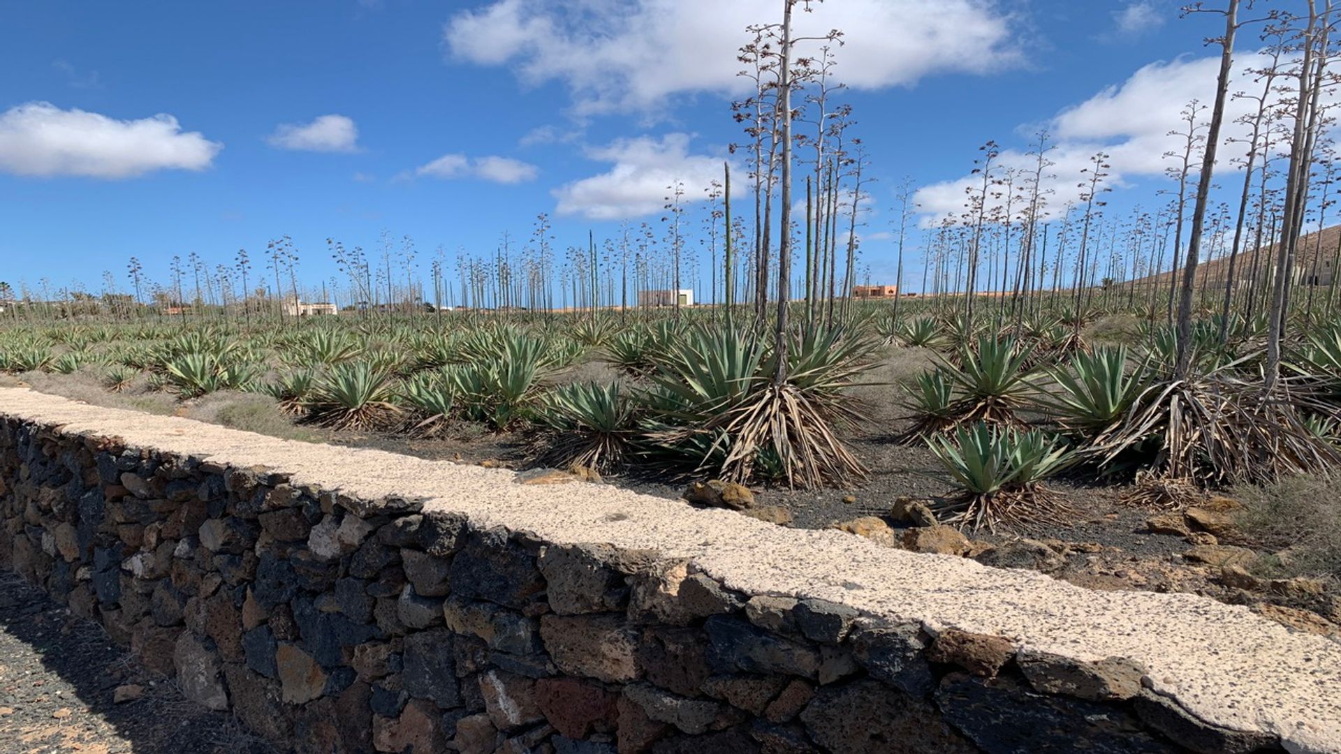 Land im Villaverde, Canary Islands 10089169