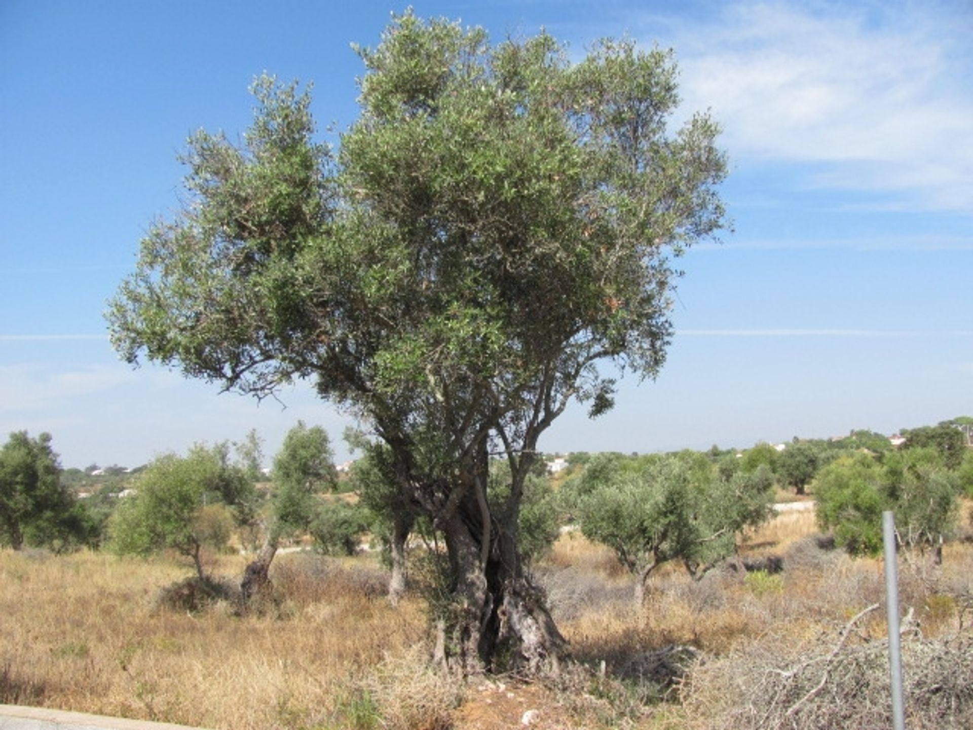 الأرض في Porches, Algarve 10093826