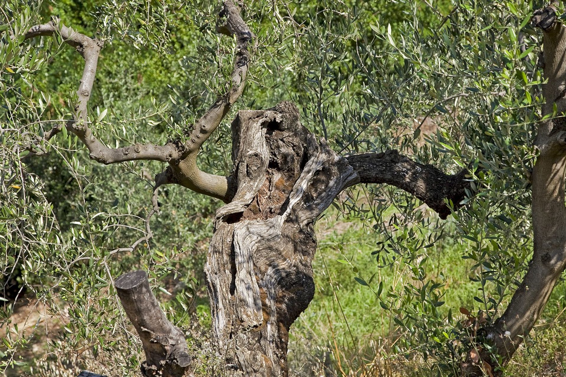 Talo sisään Montaione, Tuscany 10094062