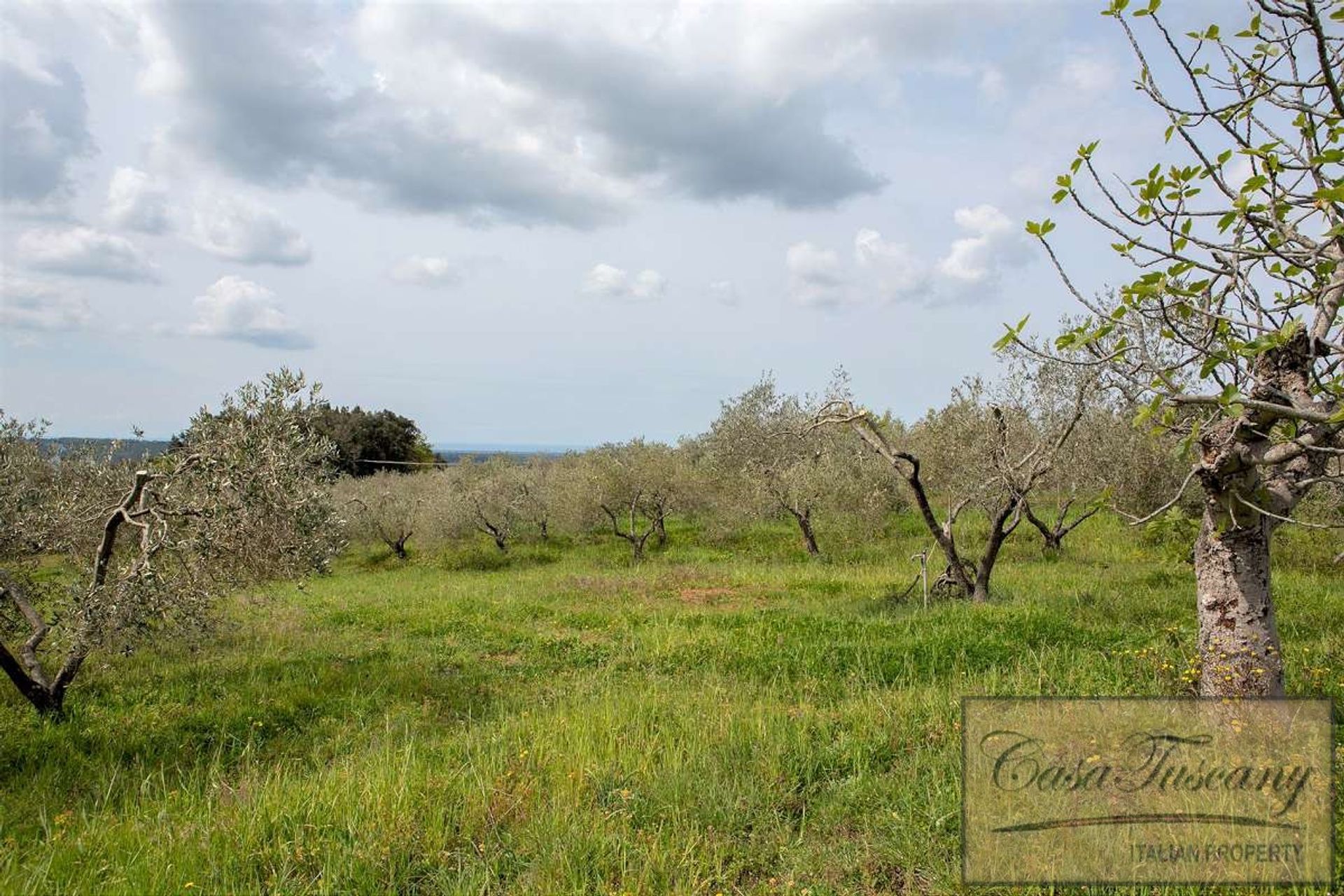 Haus im Riparbella, Tuscany 10094483