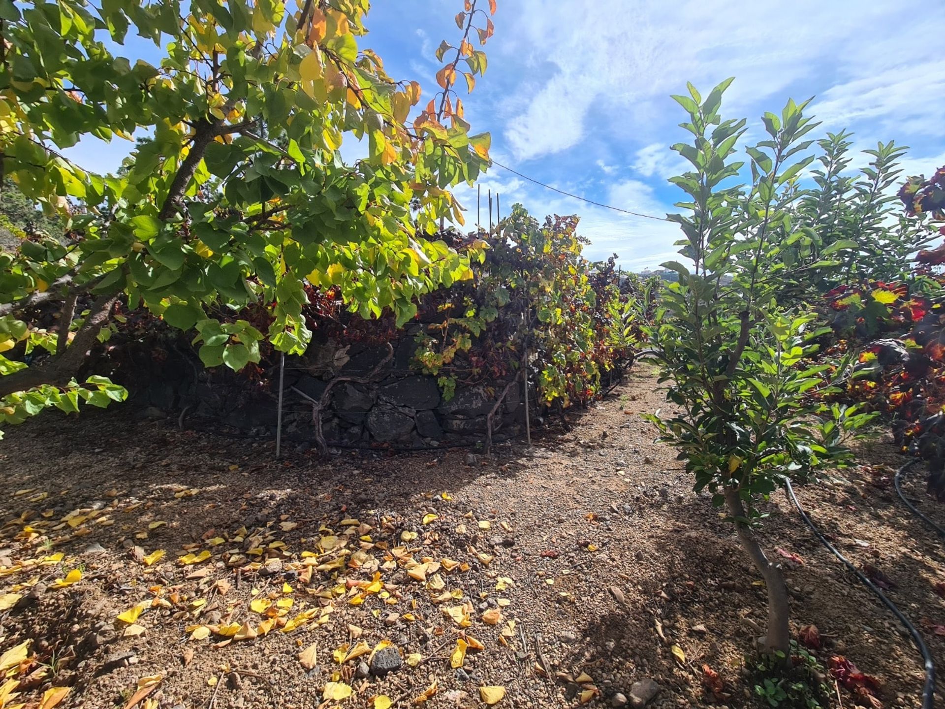 rumah dalam Adeje, Tenerife 10094705