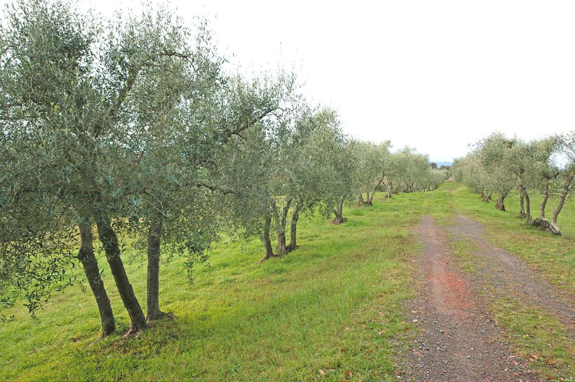 집 에 Peccioli, Tuscany 10094832