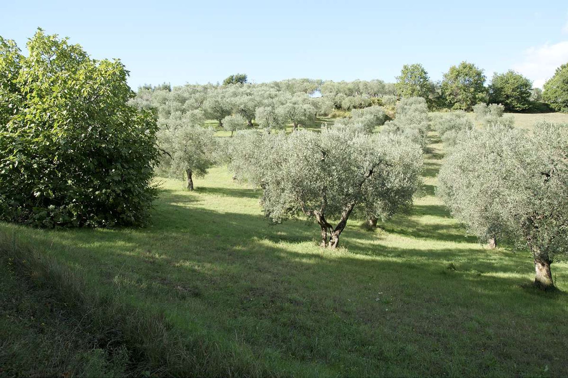 casa en Riparbella, Tuscany 10095062