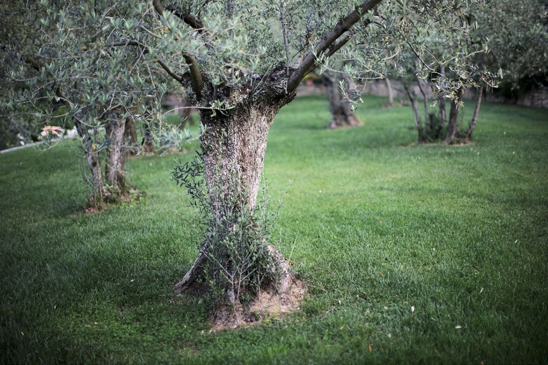 casa en Castiglion Fiorentino, Tuscany 10095098