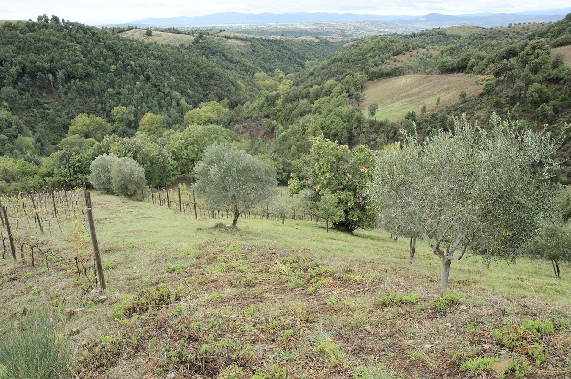 אַחֵר ב Scansano, Tuscany 10095211