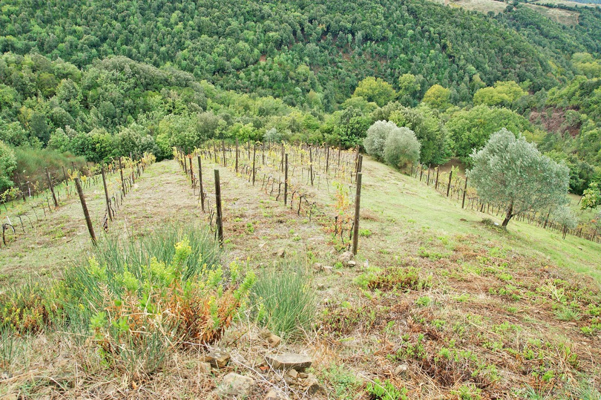 Αλλα σε Scansano, Tuscany 10095211