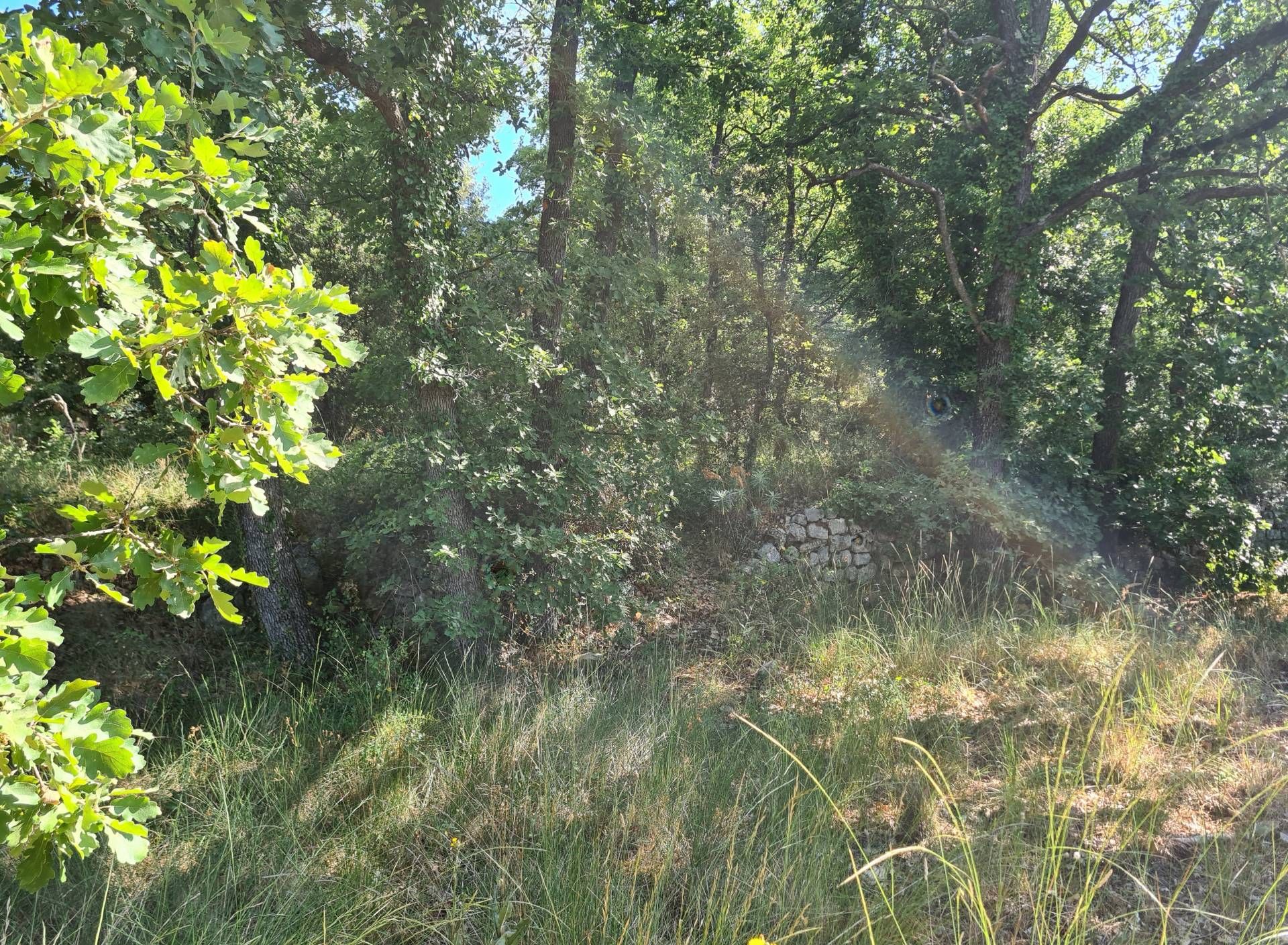 Terre dans Callas, Provence-Alpes-Côte d'Azur 10097596