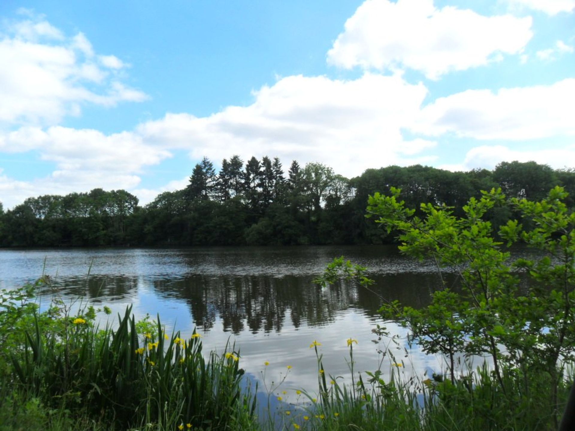 Tanah di Ambrieres-les-Vallees, Pays-de-la-Loire 10097803