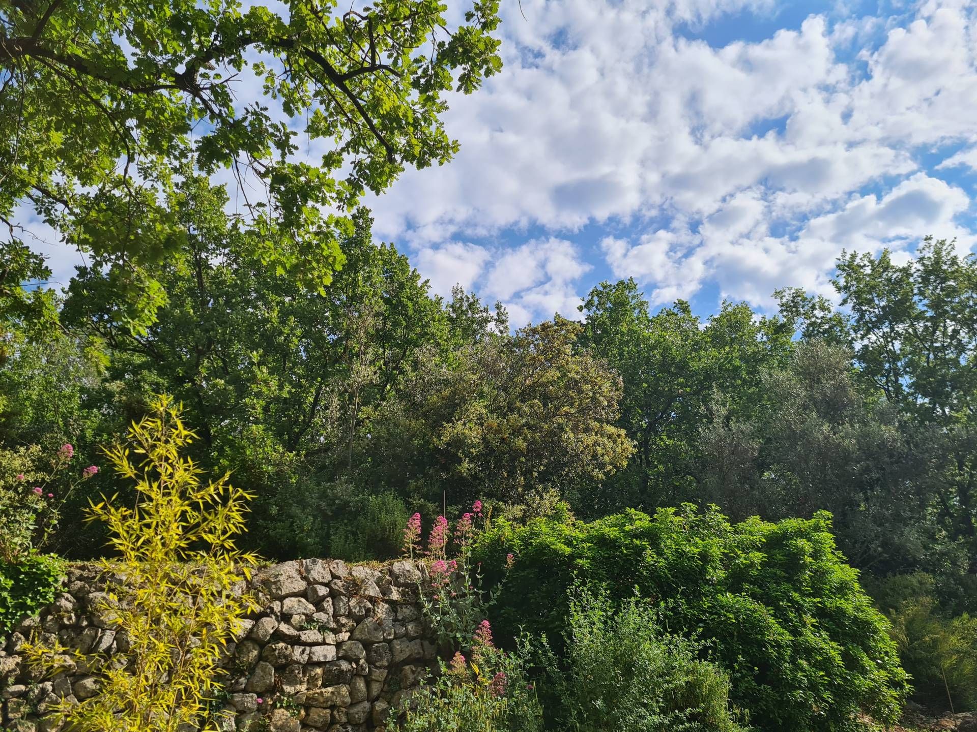 Terre dans Callas, Provence-Alpes-Côte d'Azur 10097846