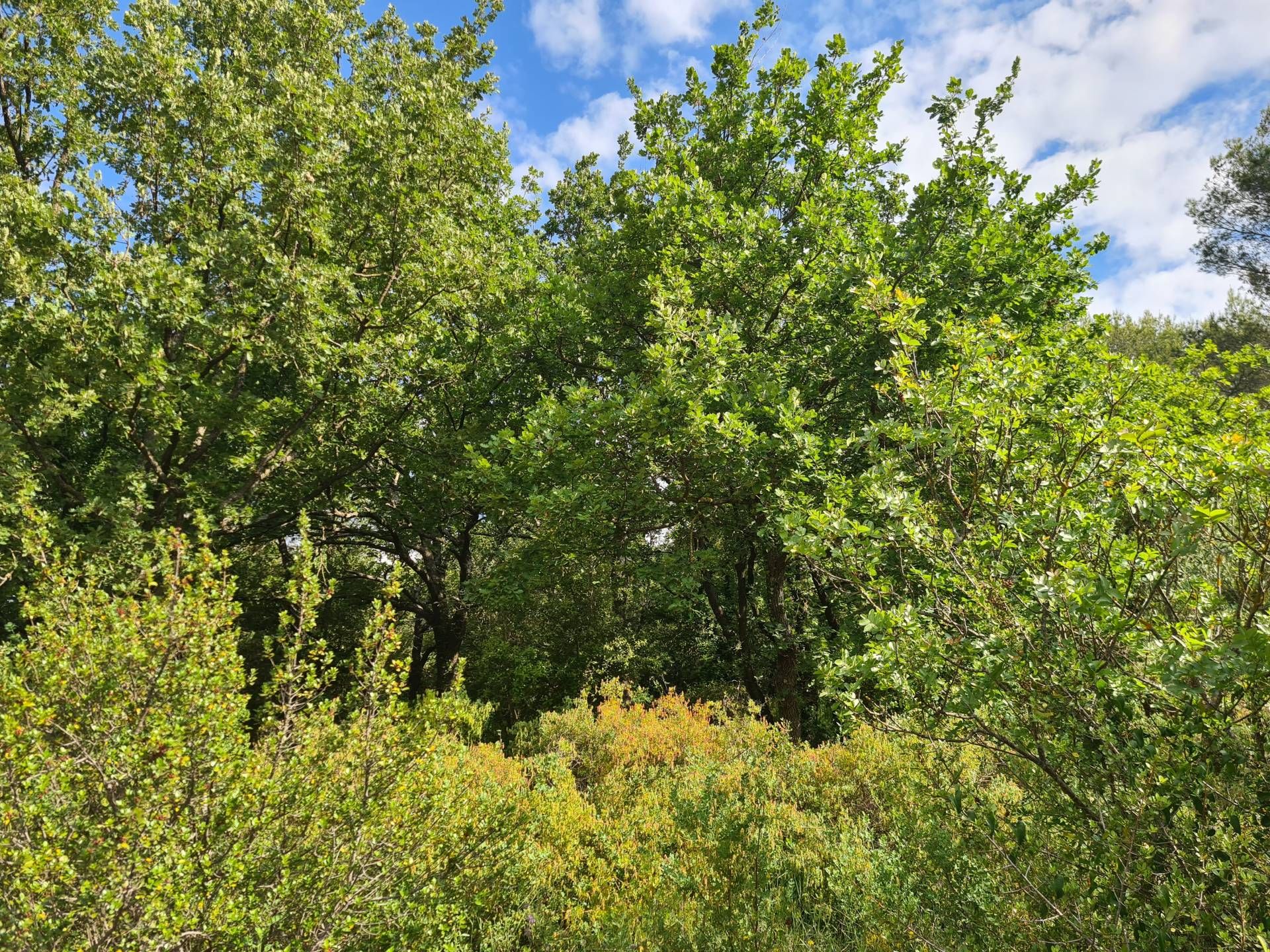 Terre dans Callas, Provence-Alpes-Côte d'Azur 10097846