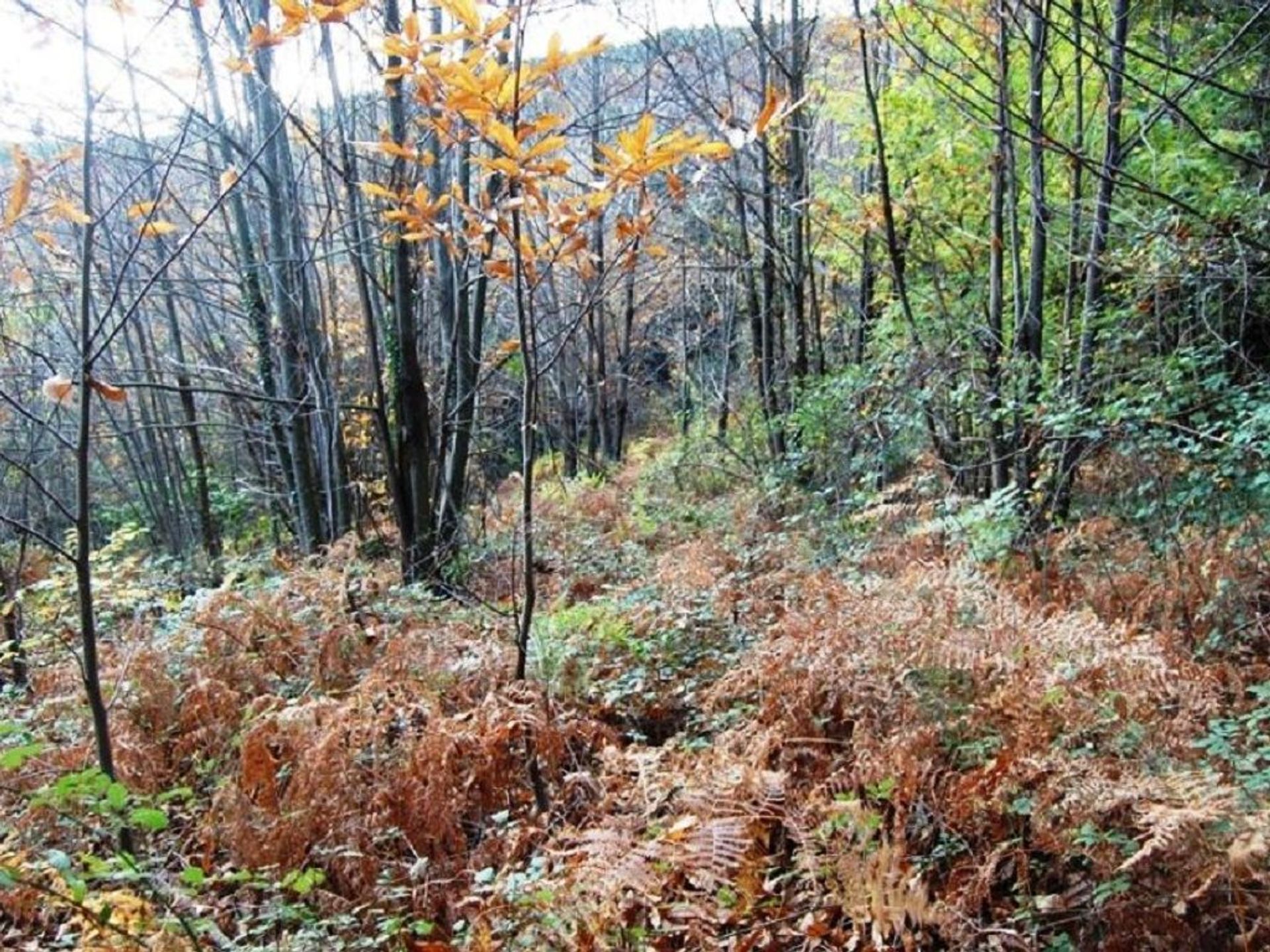 Tanah dalam Le Collet-de-Deze, Occitanie 10098130