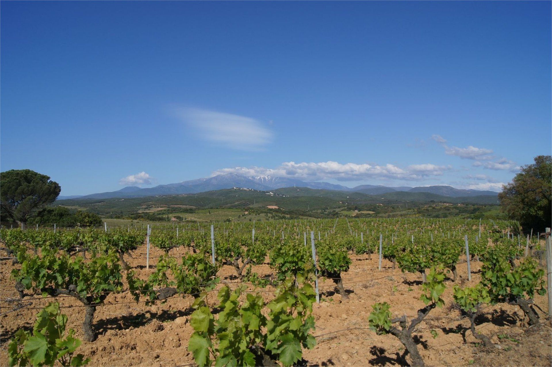 Casa nel Thuir, Occitanie 10100540