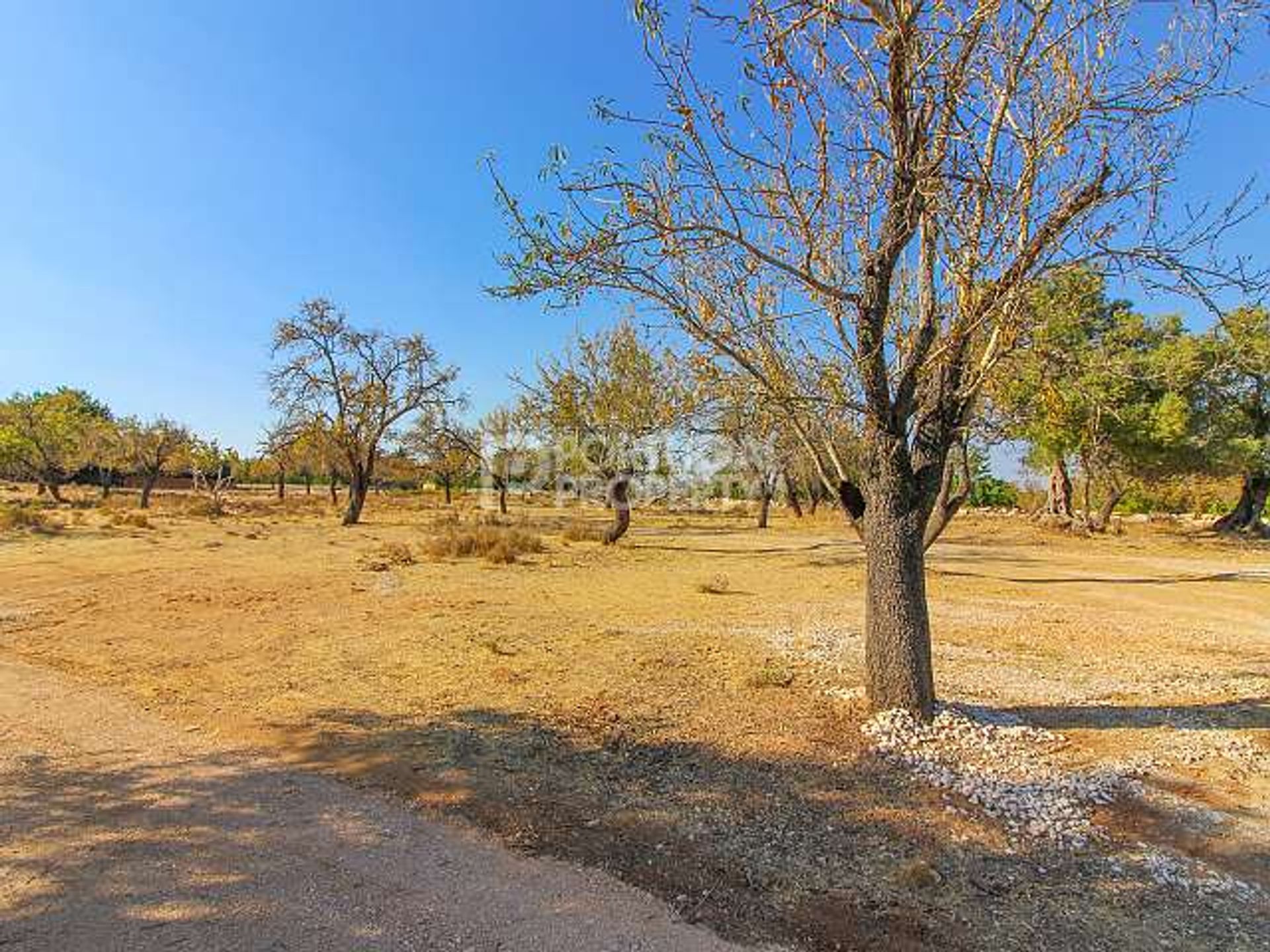 Terre dans Fonte de Boliqueime, Faro 10102555