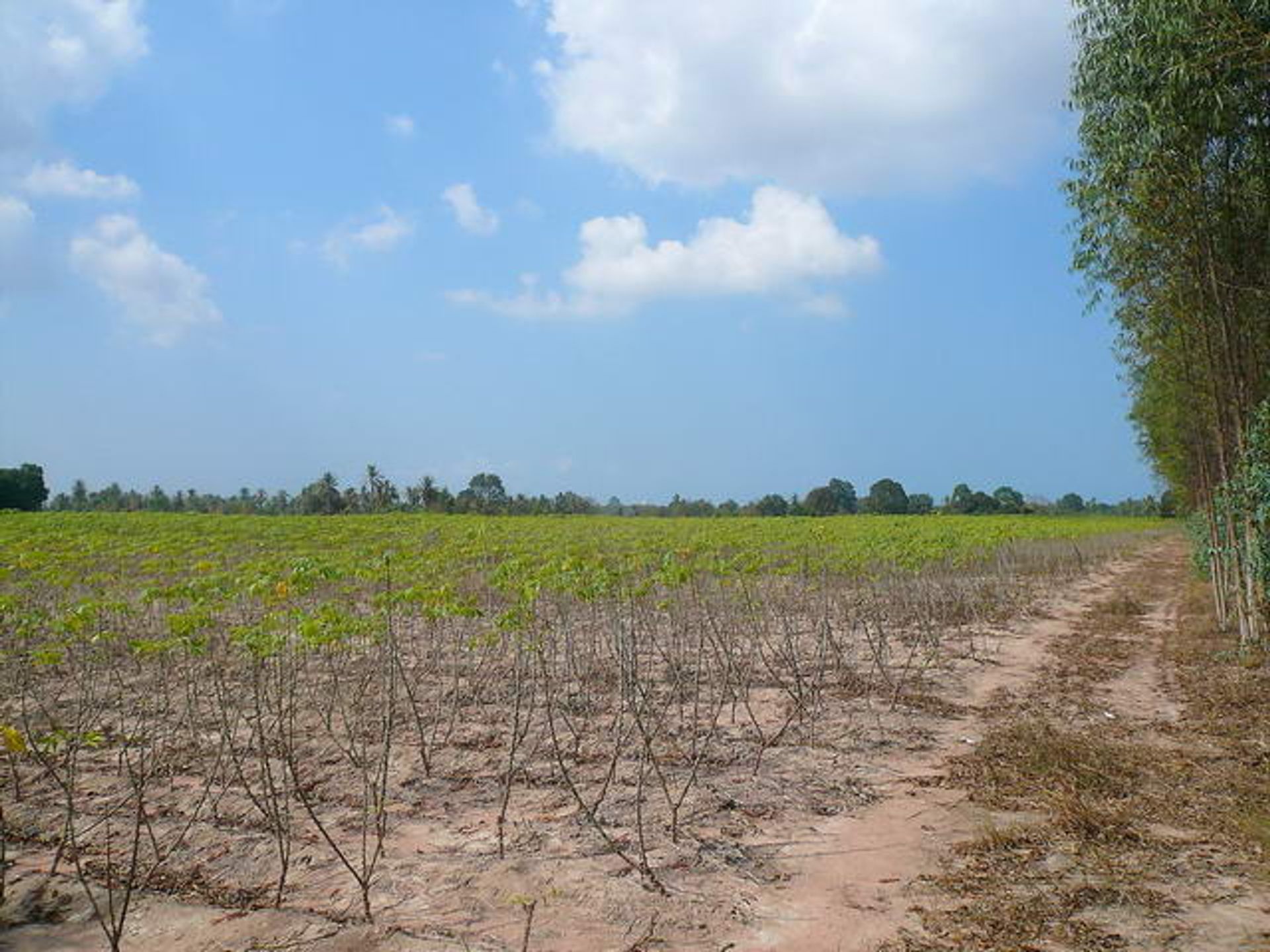 भूमि में Nongpalai, Chonburi 10105263