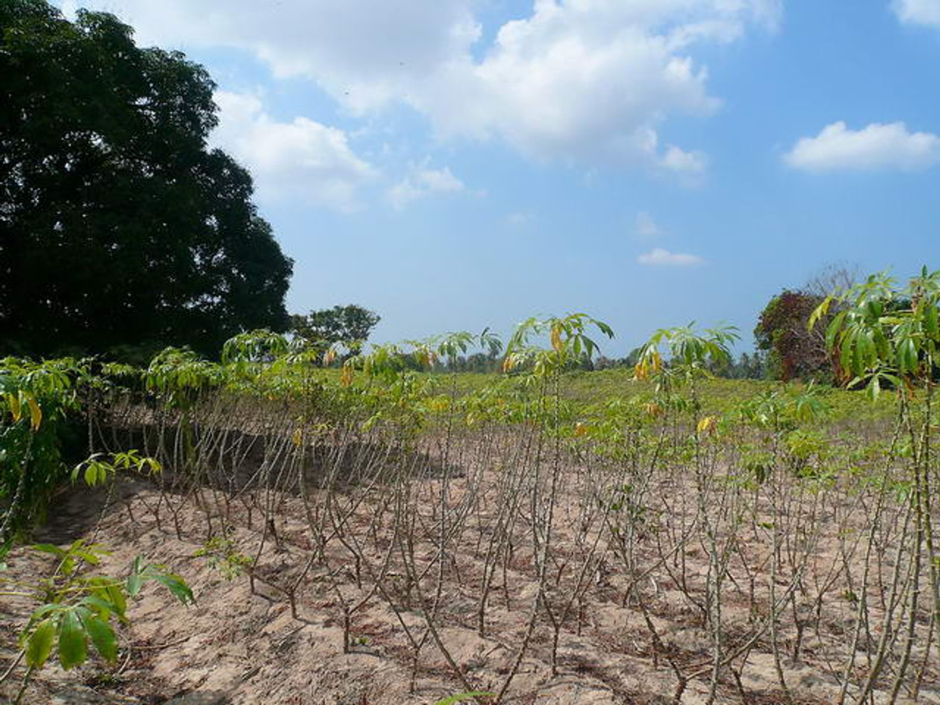 Tierra en Nongpalai, Chonburi 10105263