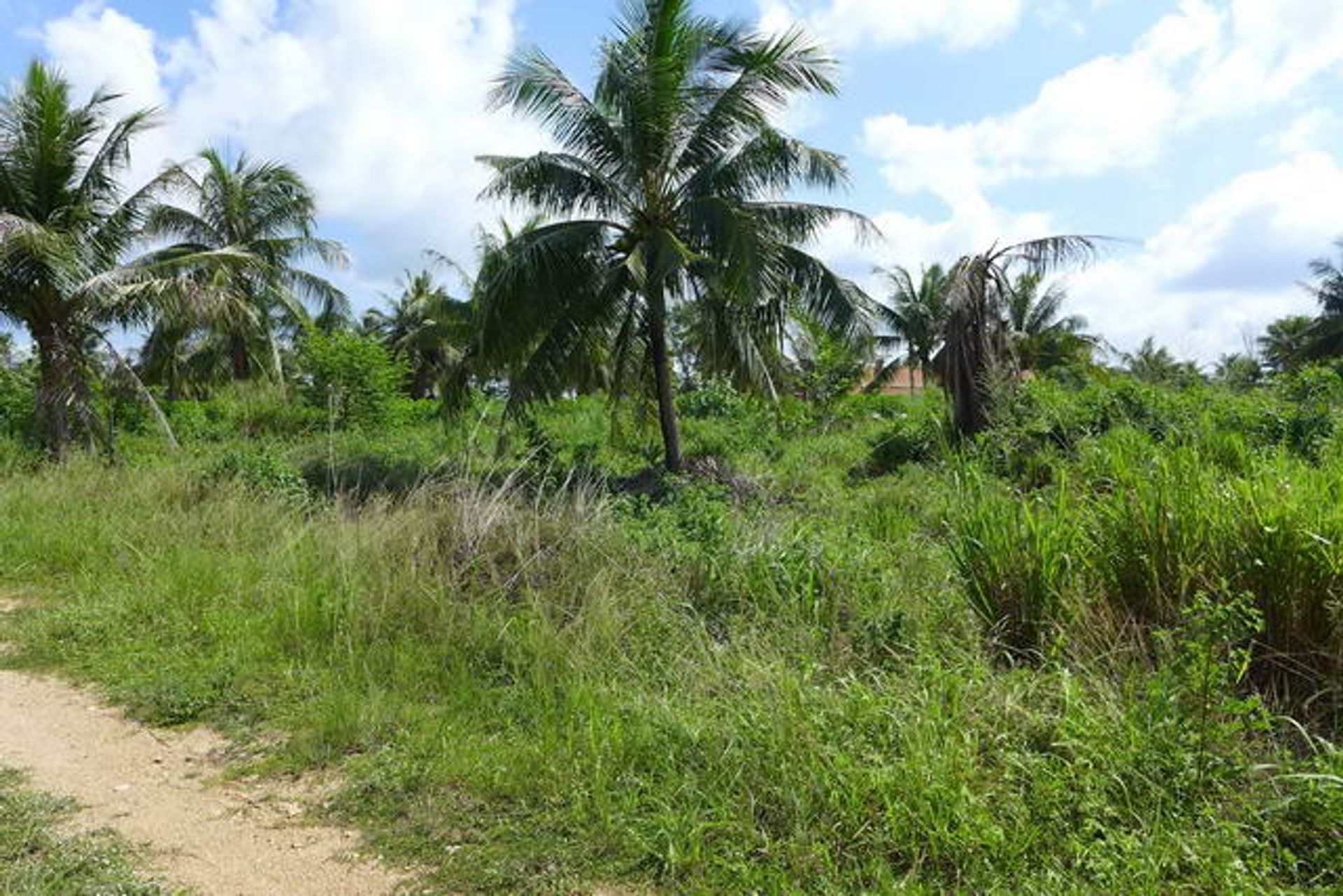 Maa sisään Ban Nong Namtao Loi, Chon Buri 10105285