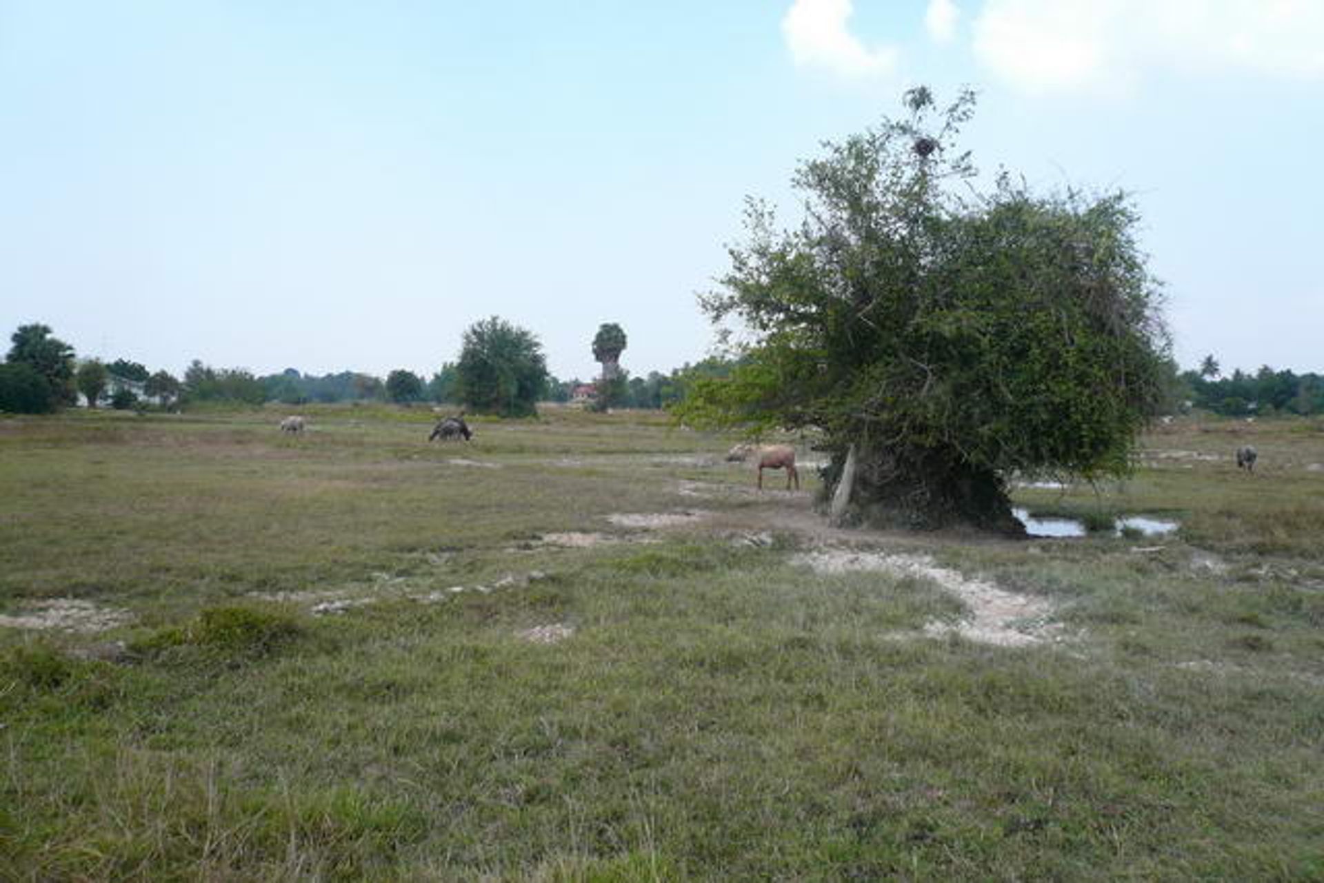 土地 在 Ban Laem Mai Ruak, Chon Buri 10105558