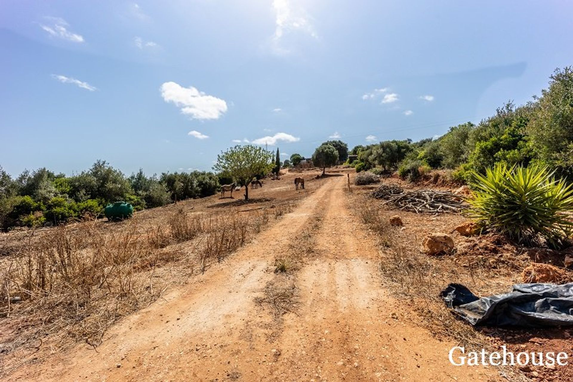 Αλλα σε Vila Do Bispo, Algarve Ouest 10106077