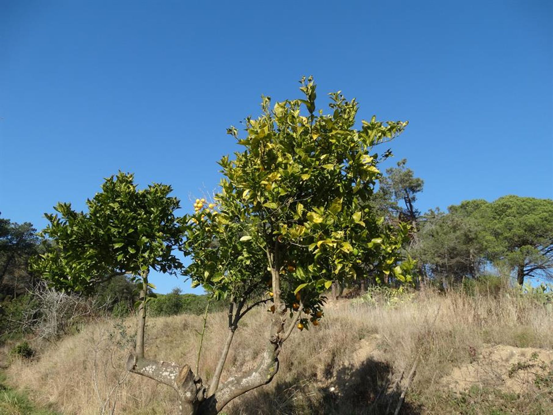 Будинок в Tordera Blanes, Costa Brava 10110328