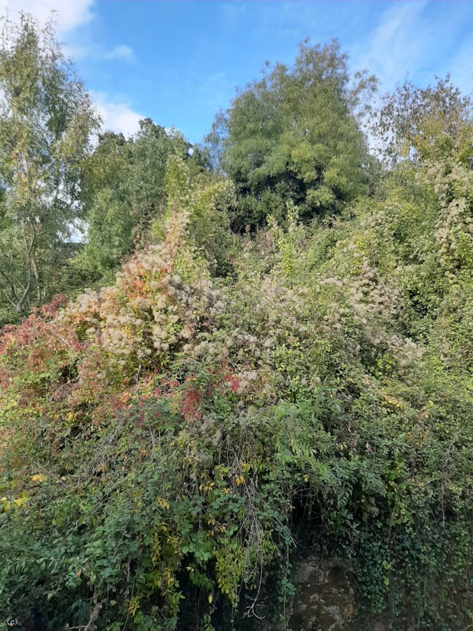 بيت في Charroux, Nouvelle-Aquitaine 10113983