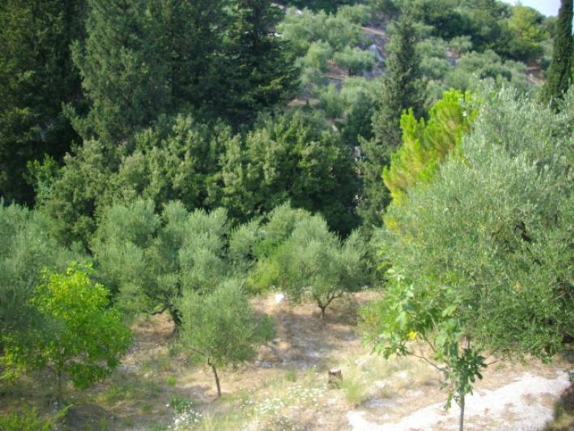 Land in Bochali, Ionia Nisia 10115969