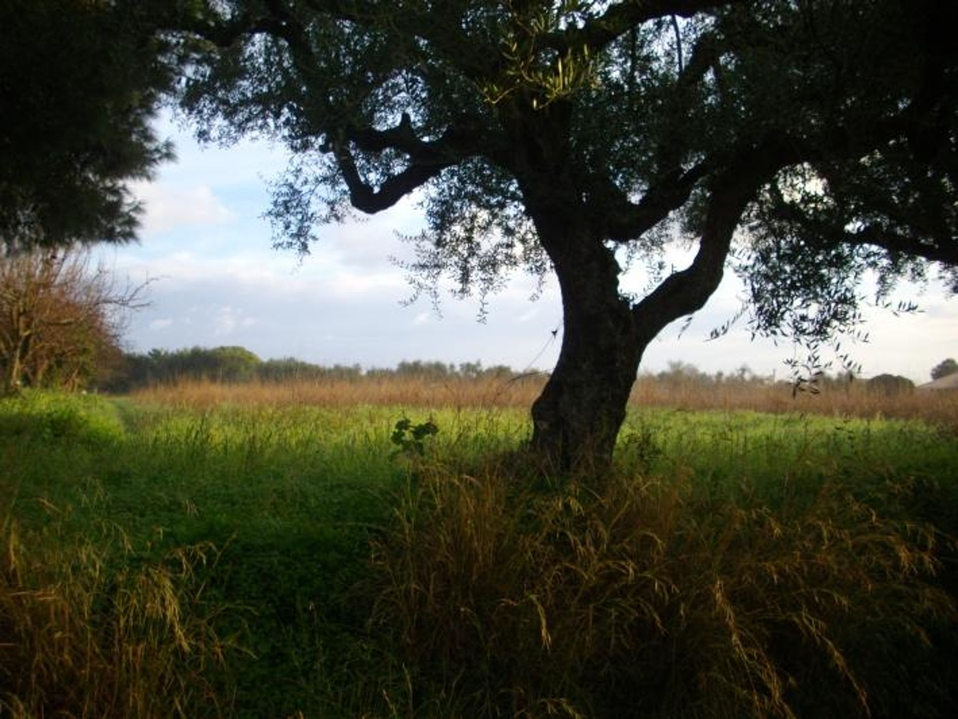 Tierra en bochalí, Jonia Nisia 10115971