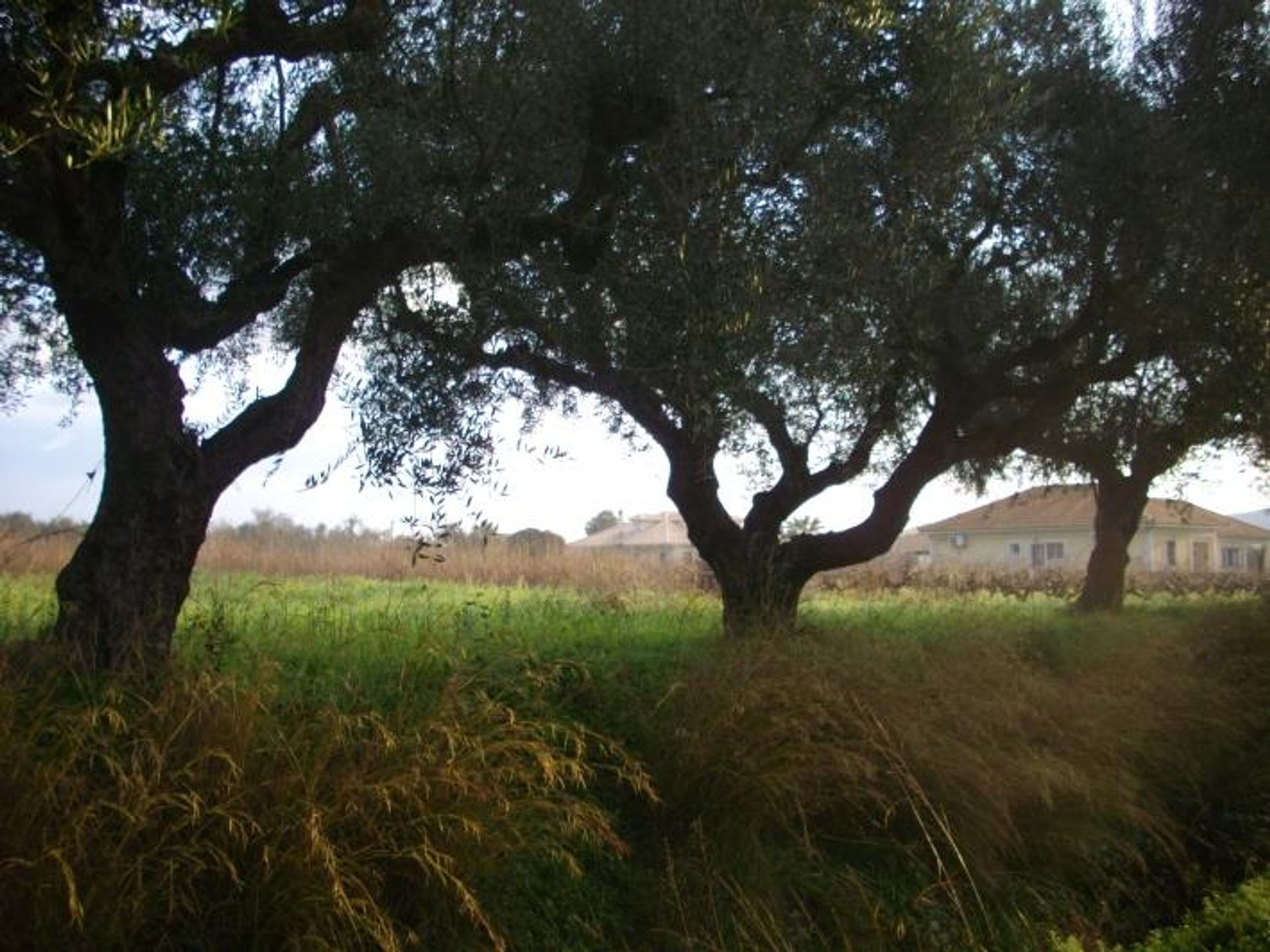 Tierra en bochalí, Jonia Nisia 10115971