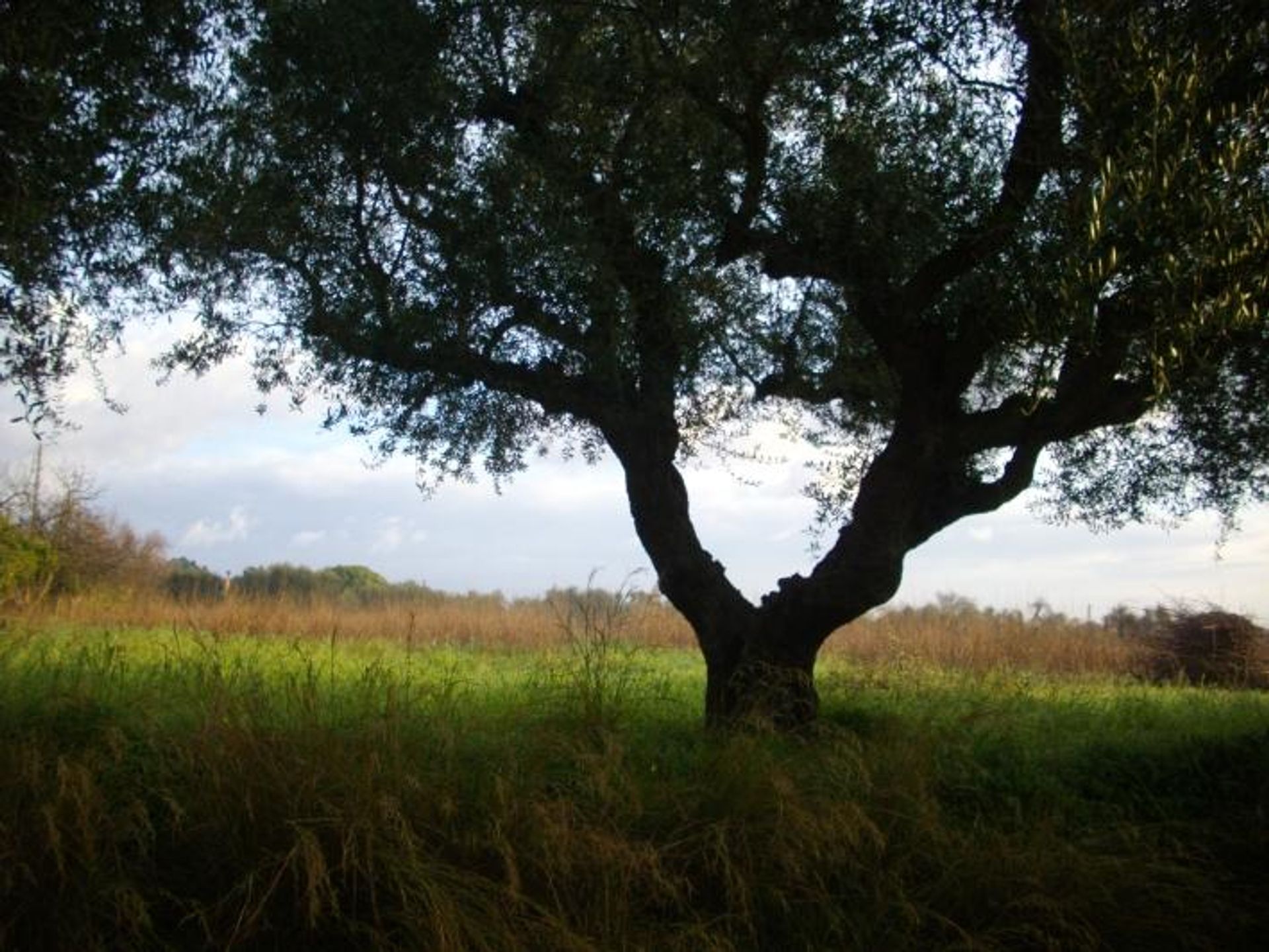 Tierra en bochalí, Jonia Nisia 10115971