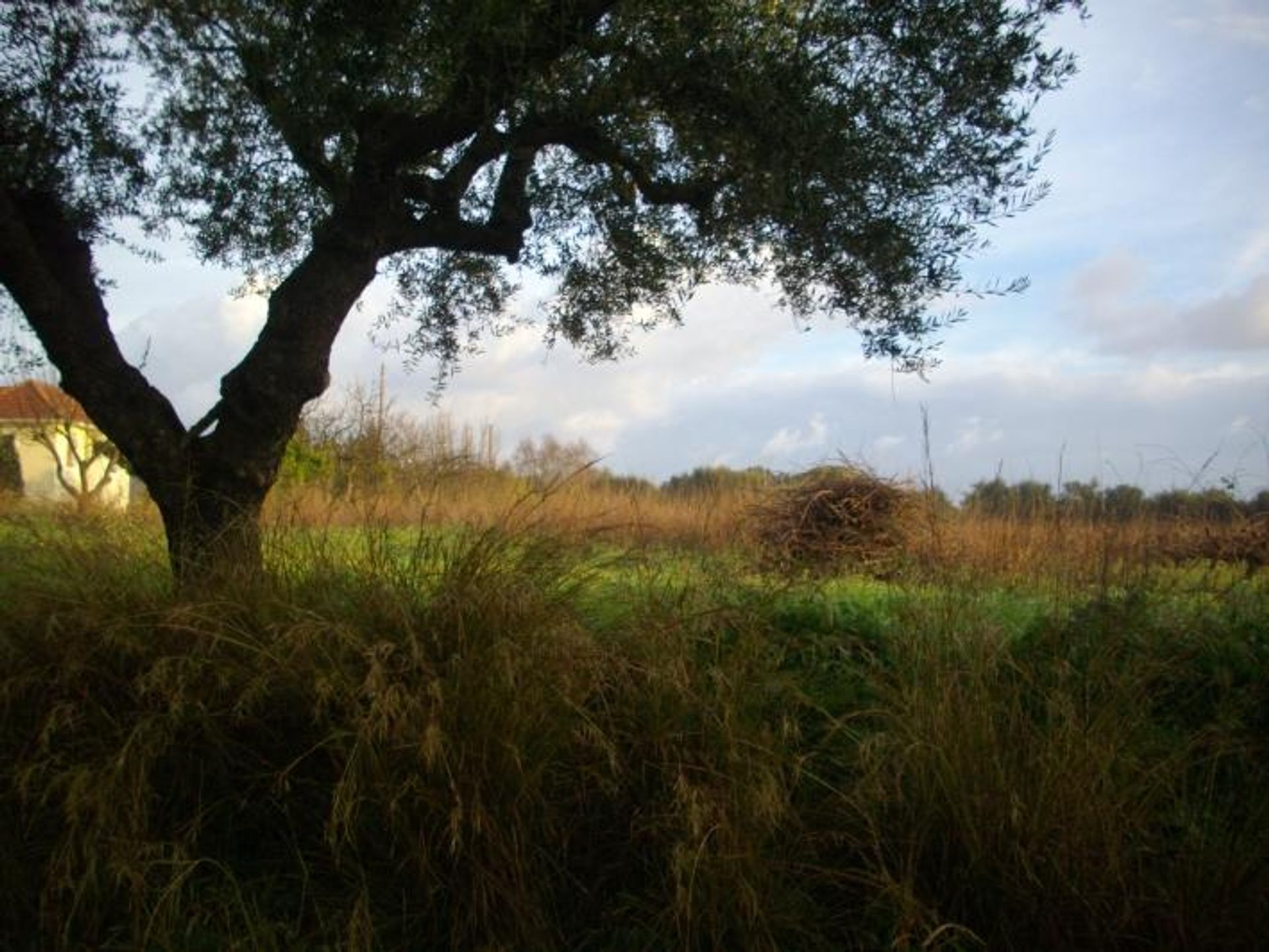 Tierra en bochalí, Jonia Nisia 10115971