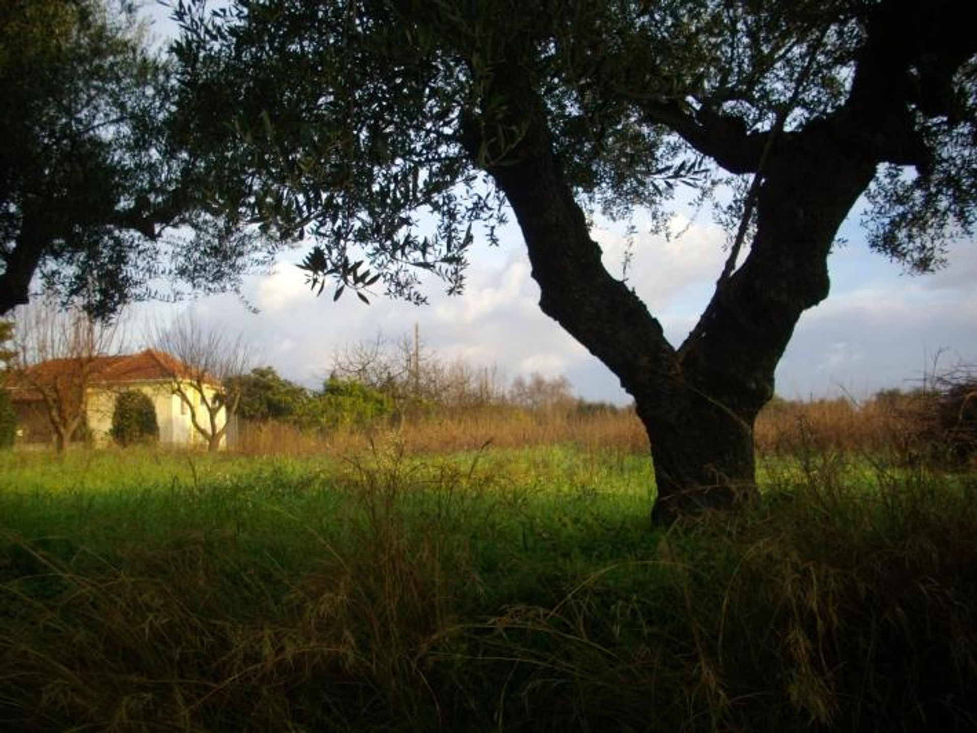 Tierra en bochalí, Jonia Nisia 10115971