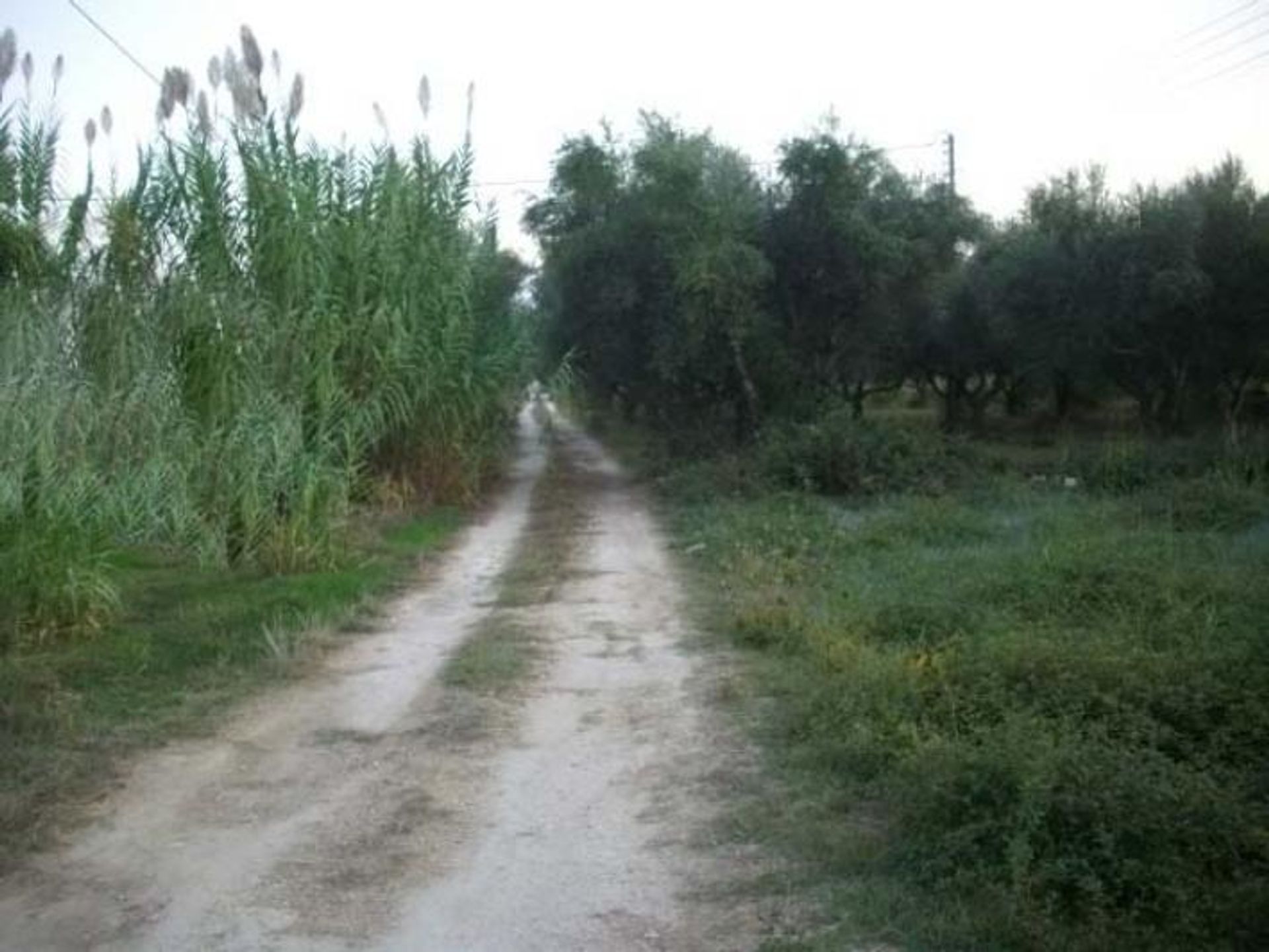 Tierra en bochalí, Jonia Nisia 10115978