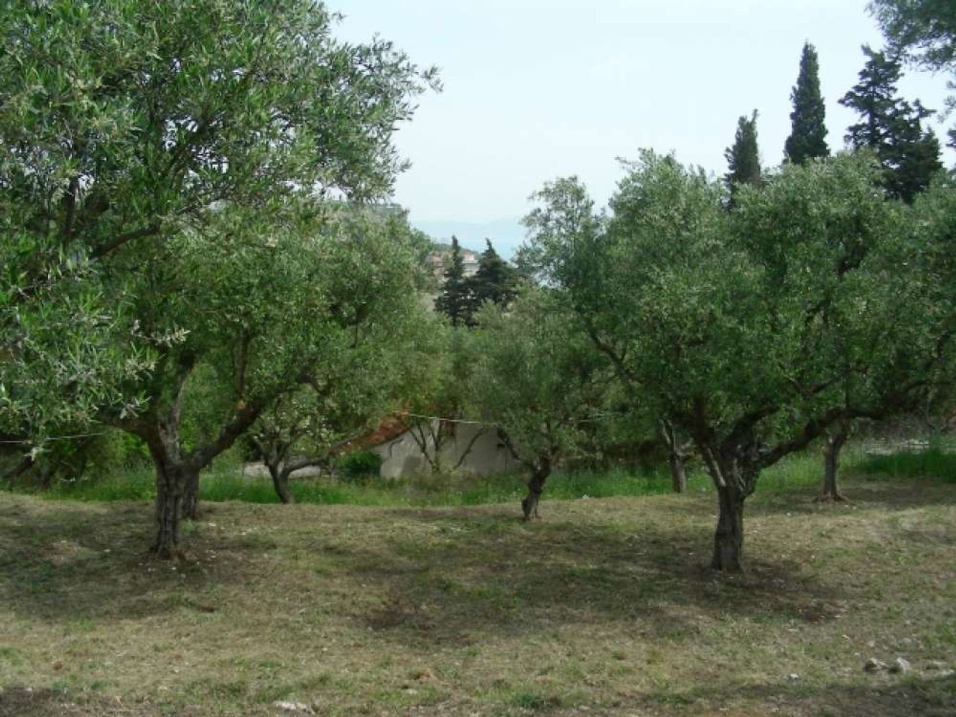 ארץ ב בוצ'אלי, יוניה ניסיה 10115984