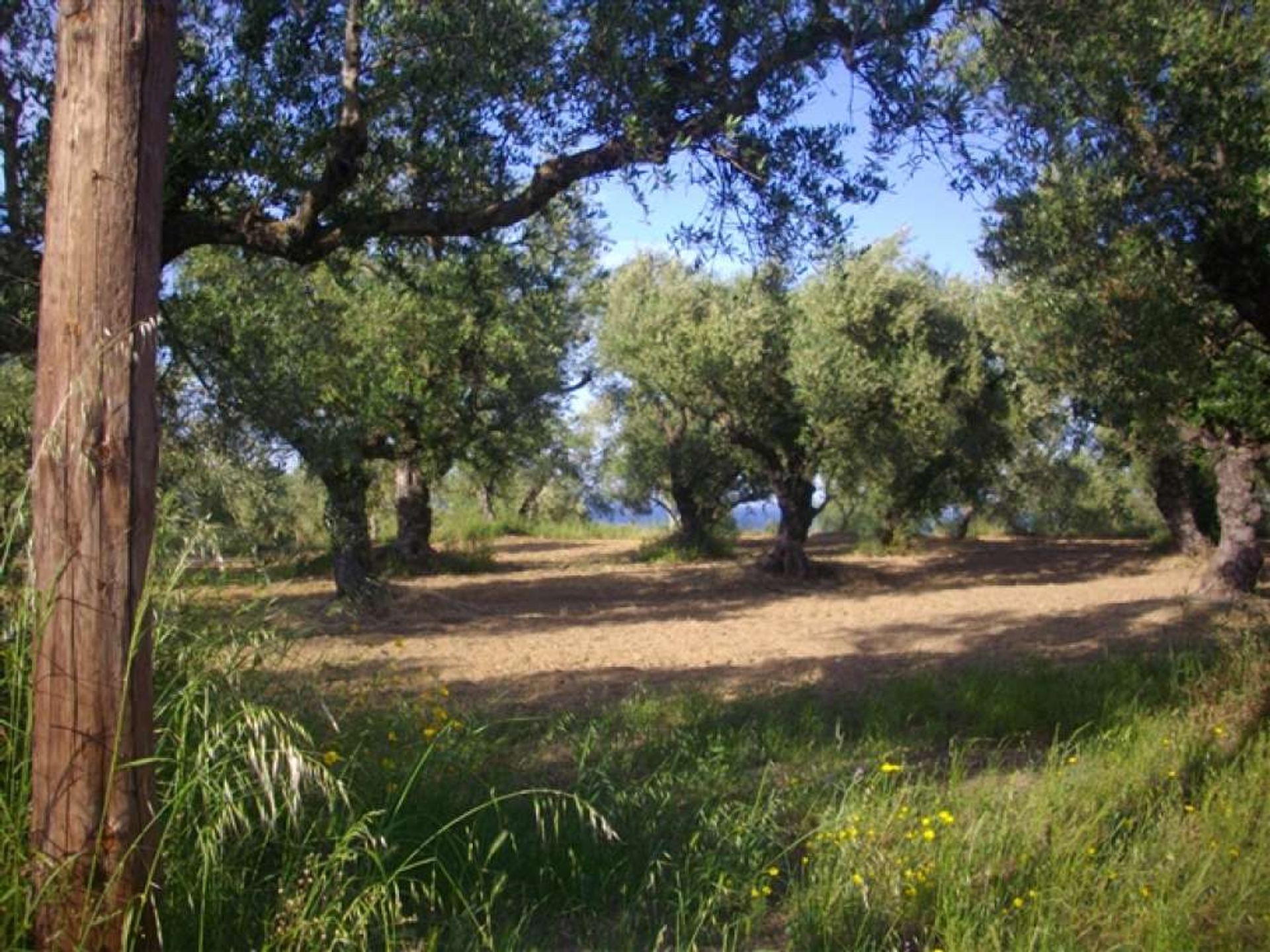 ארץ ב בוצ'אלי, יוניה ניסיה 10115991