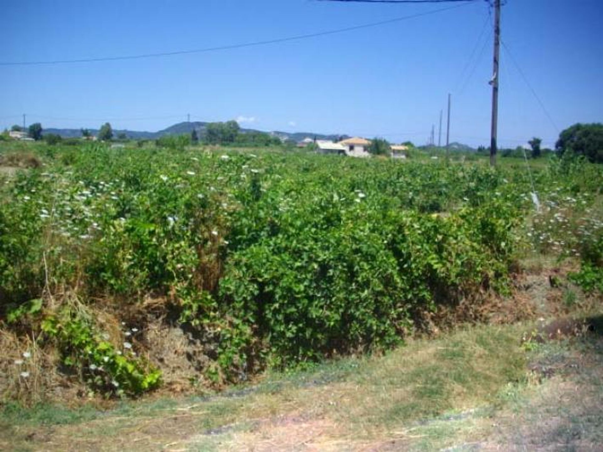 Tierra en bochalí, Jonia Nisia 10115997