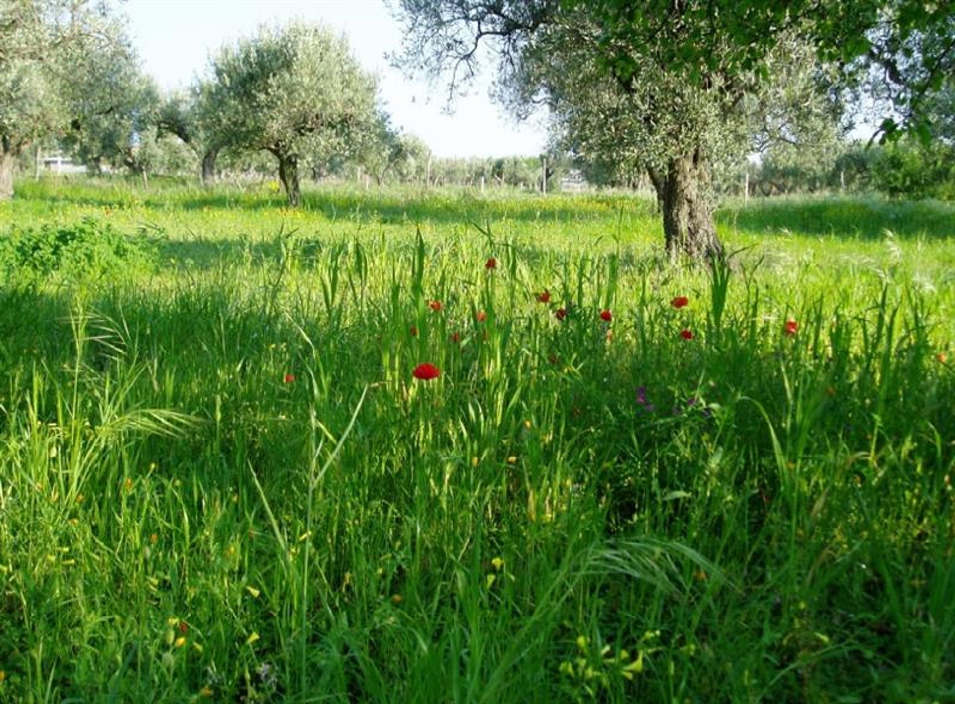 Γη σε Καταντζάρο, Καλαβρία 10116300