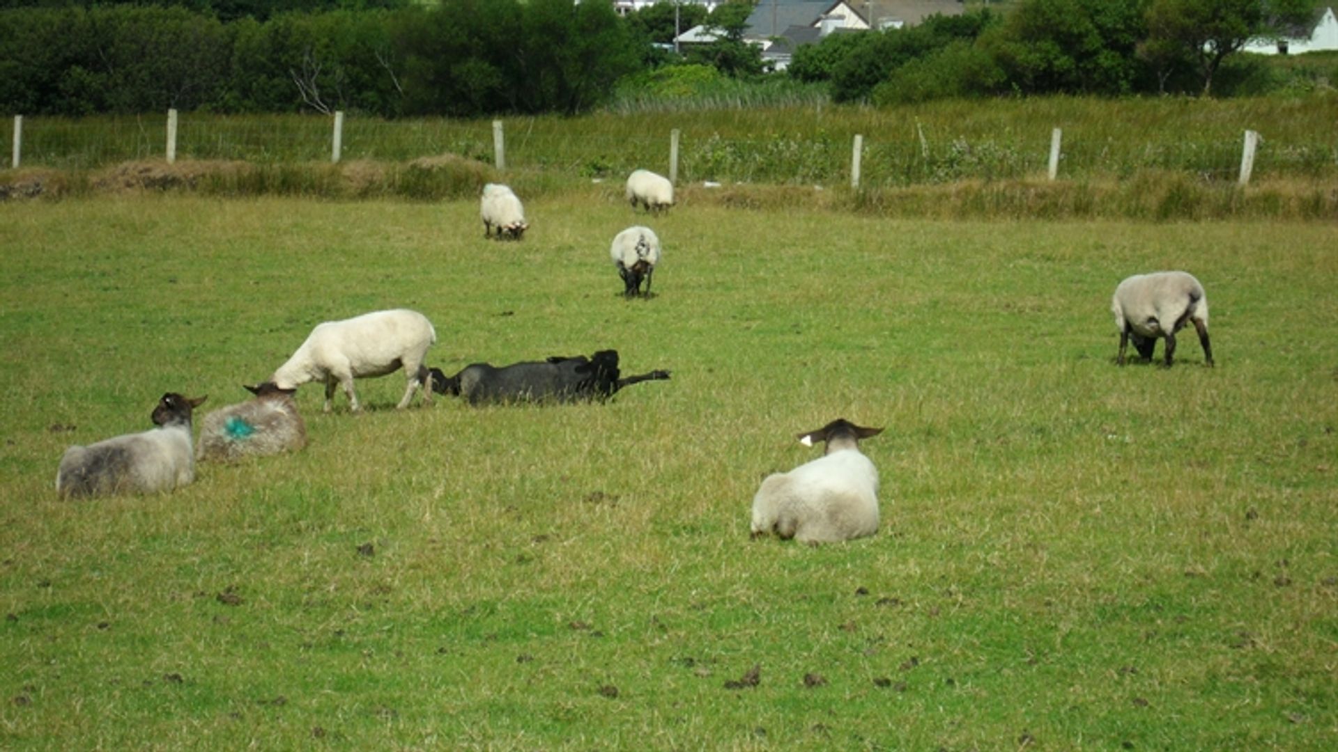 Hus i Gortmellia Strand, County Mayo 10116386